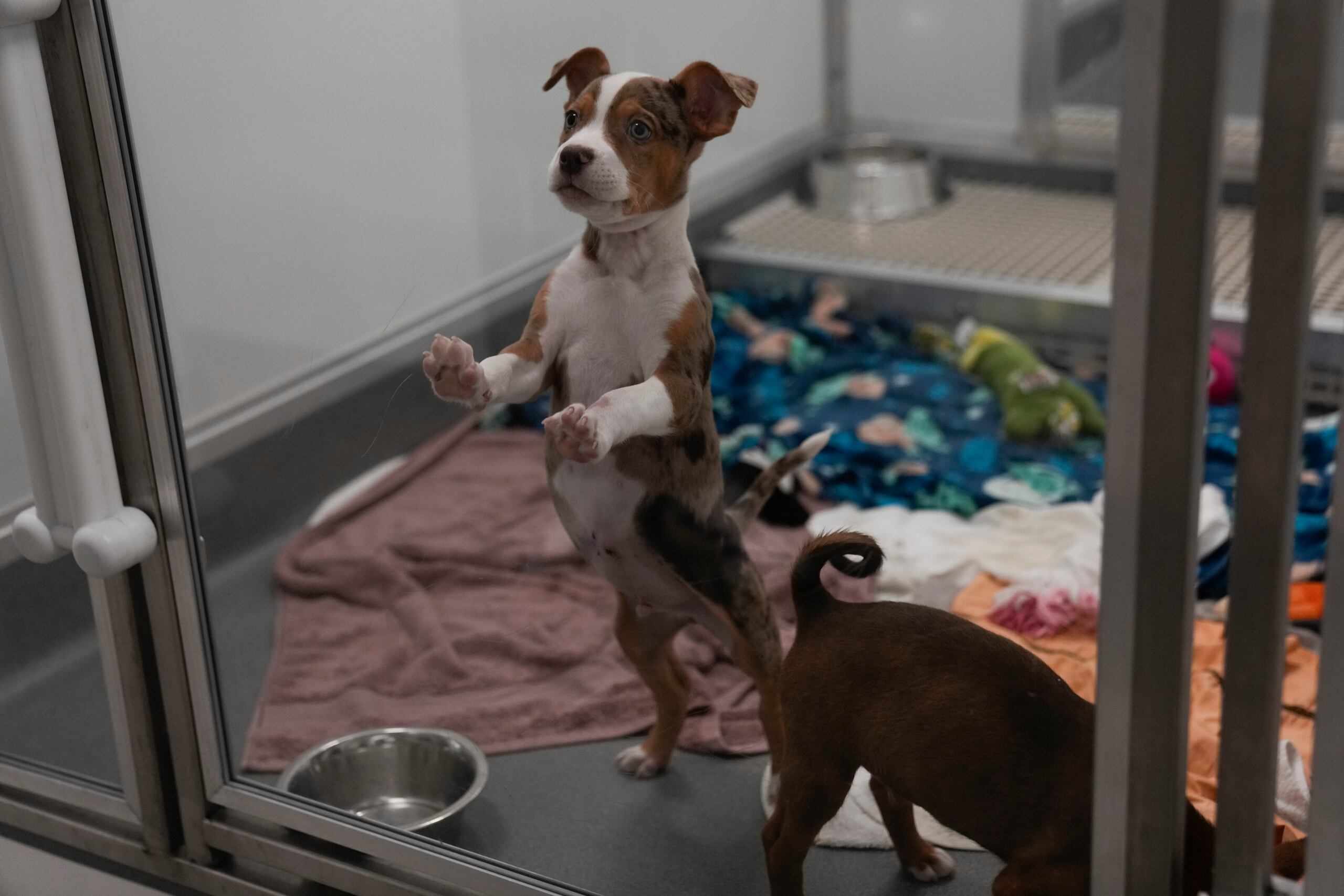 Un total de 31 perros, que van desde seis semanas de edad hasta adultos, han sido trasladados a Chicago.