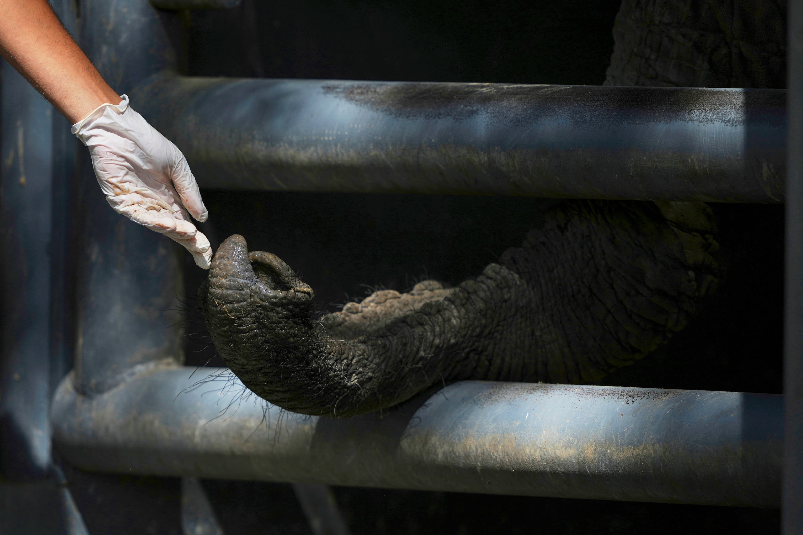 Una elefanta africana llamada Pupy interactúa con su trompa con una trabajadora en su estancia en cautiverio en el Ecoparque en Buenos Aires, Argentina, el martes 25 de marzo de 2025, mientras es entrenada para ser reubicada en un santuario en Brasil. (AP Foto/Natacha Pisarenko)