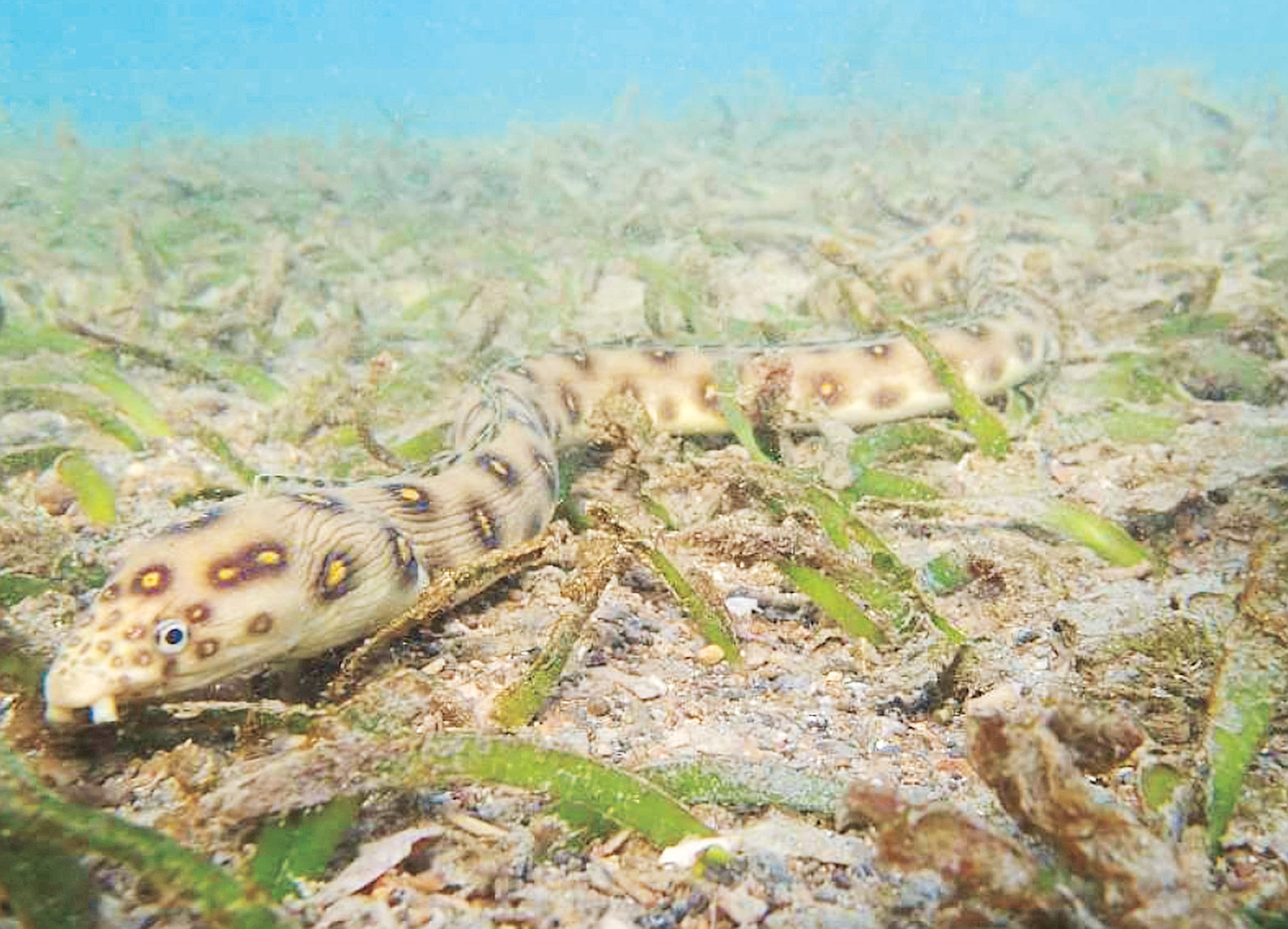 Utilizadas en la confección de alimentos como el sushi, las anguilas americanas no se han criado con éxito en cautividad por lo que el mercado comercial se concentra en la fase juvenil, y su contrabando puede alcanzar un alto valor.