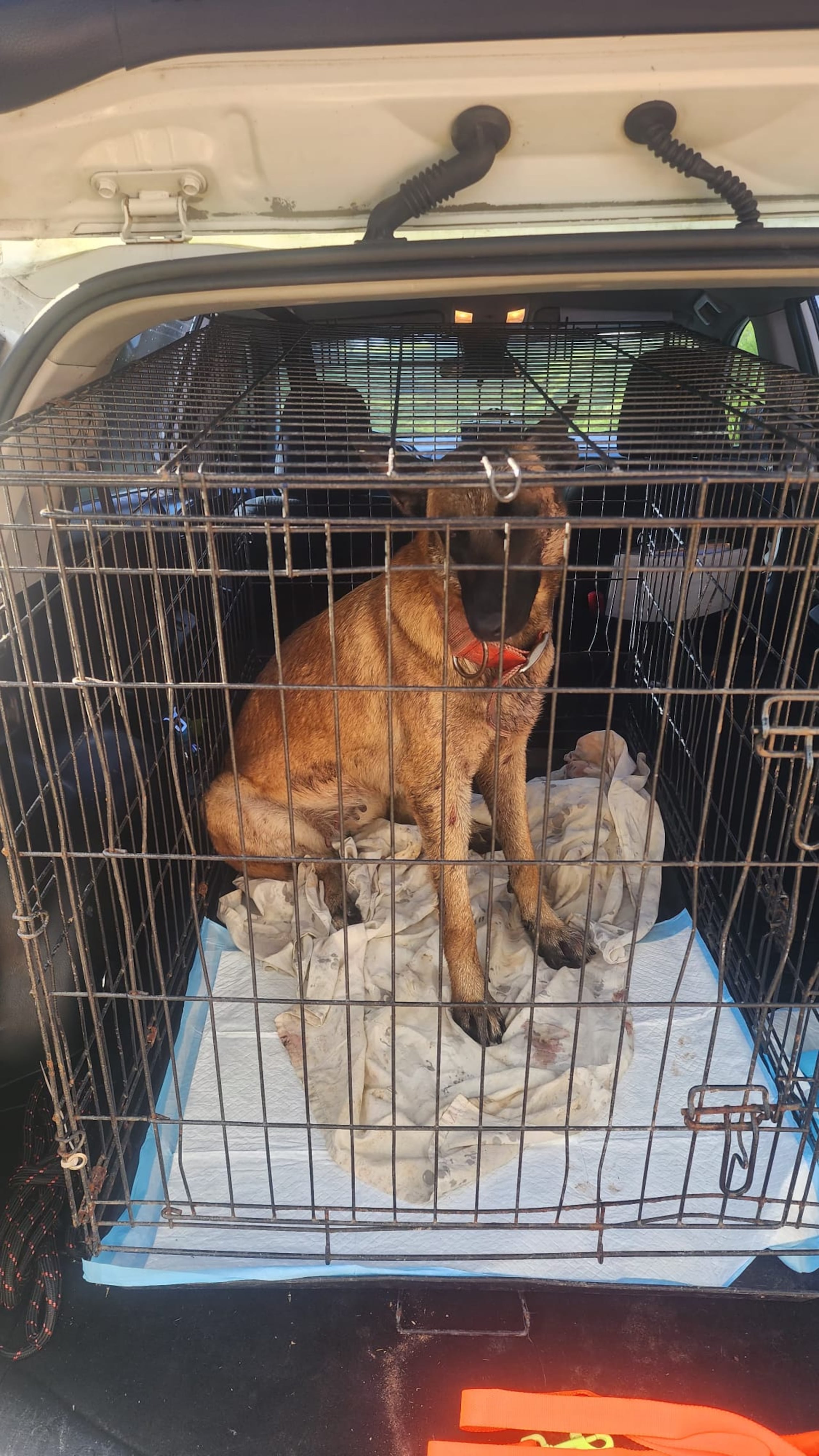 Se rescató el perro de la raza Belgian Malinois, hallado atado a un árbol y con heridas en la cancha de las parcelas Limón del barrio Cuchillas, en Moca.