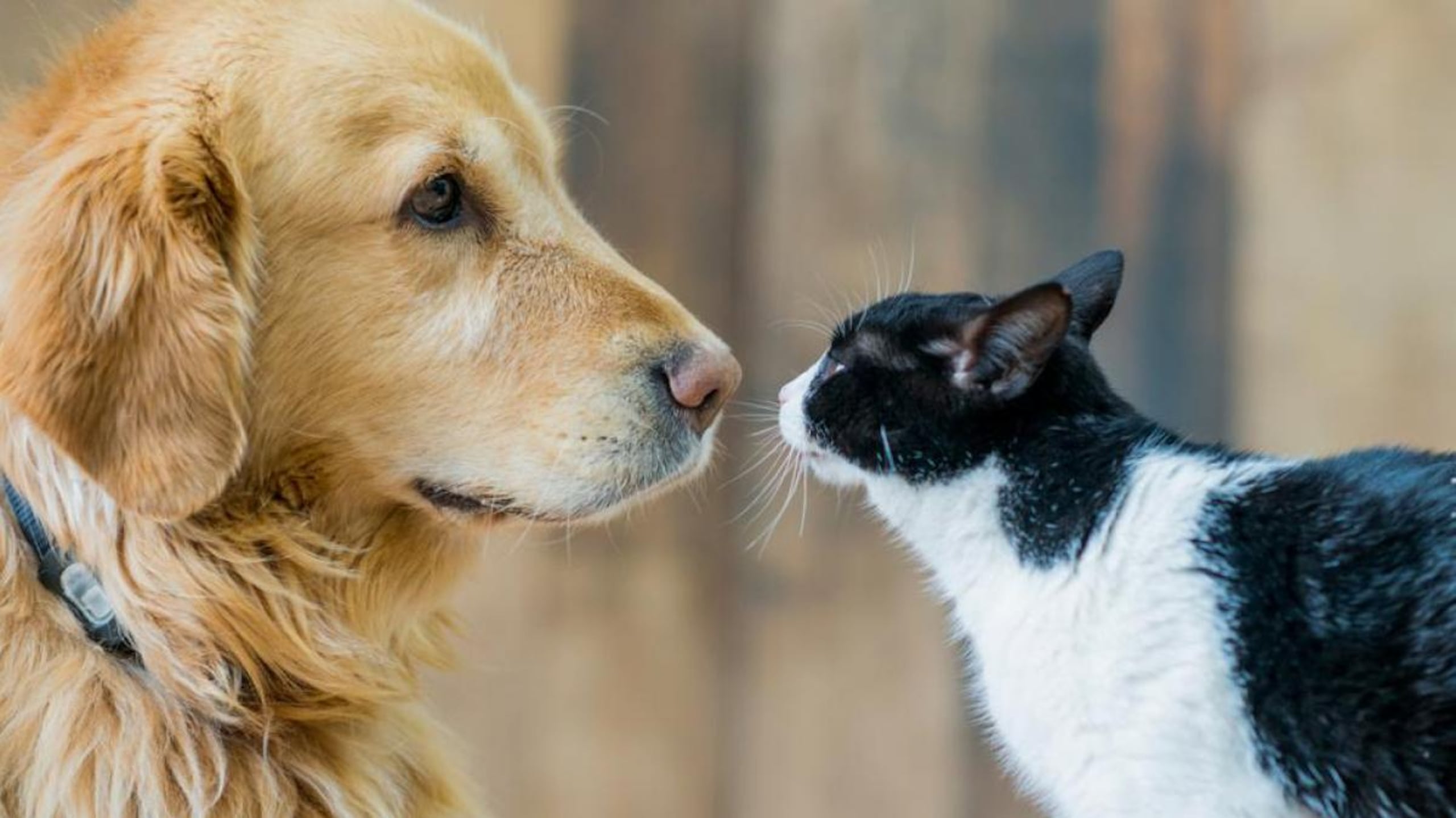 La respuesta está en un gen roto que los felinos perdieron hace miles de año.