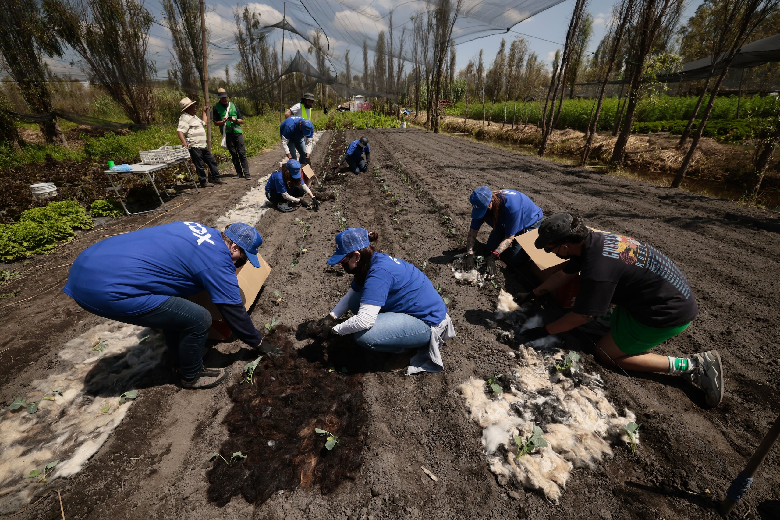 Para los agricultores de la zona, golpeados por la escasez y la mala calidad del agua que llega a través del drenaje urbano, la innovación representa un recurso de supervivencia para el cultivo tradicional.