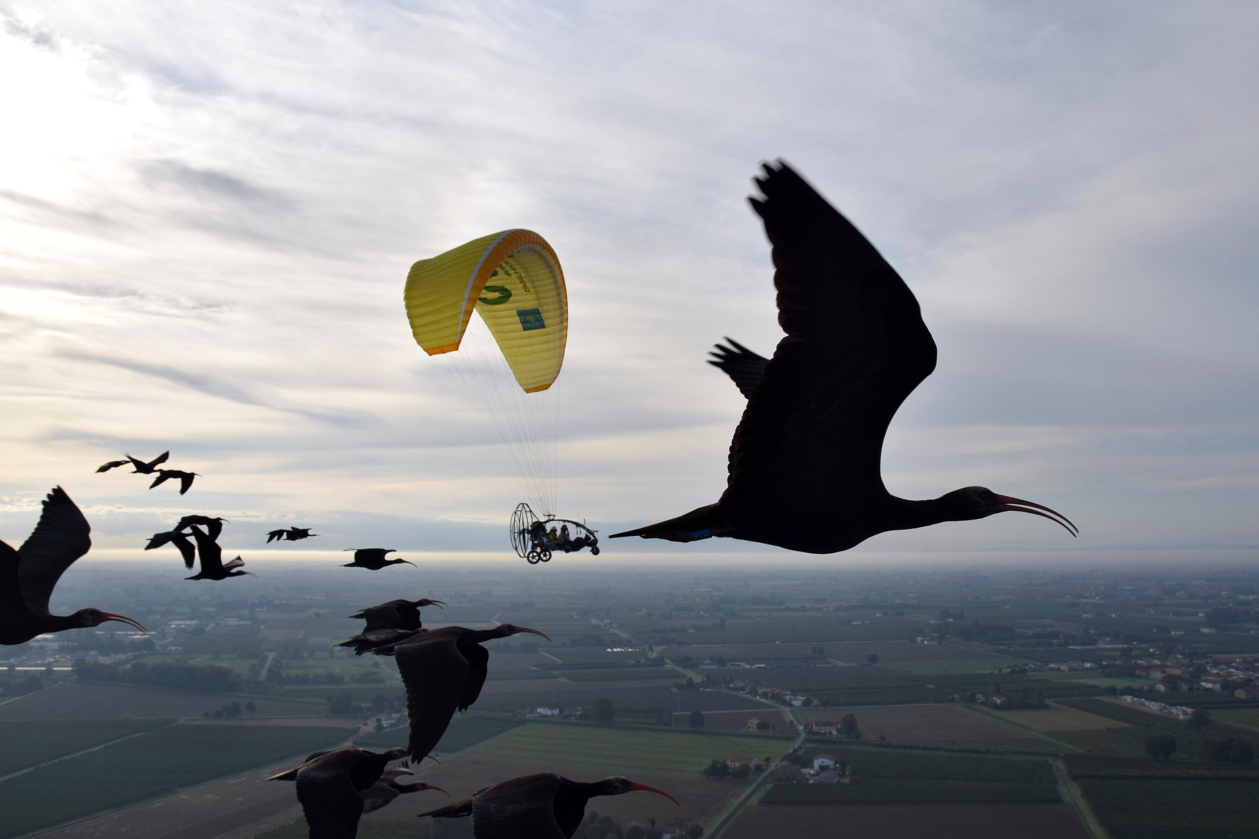 Esta foto proporcionada por el Waldrappteam Conservation & Research muestra la migración del ibis calvo septentrional, o el Waldrapp, apoyada por humanos que actúan como padres adoptivos de estas aves y que, a bordo de una avioneta ultraligera, les alientan a través de un megáfono mientras vuelan desde Seekirchen am Wallersee, en Austria, hasta Oasi Laguna di Orbetello, en Italia, durante agosto y septiembre de 2022.