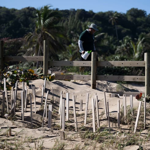 FOTOS: Así rescatan las dunas en Isabela