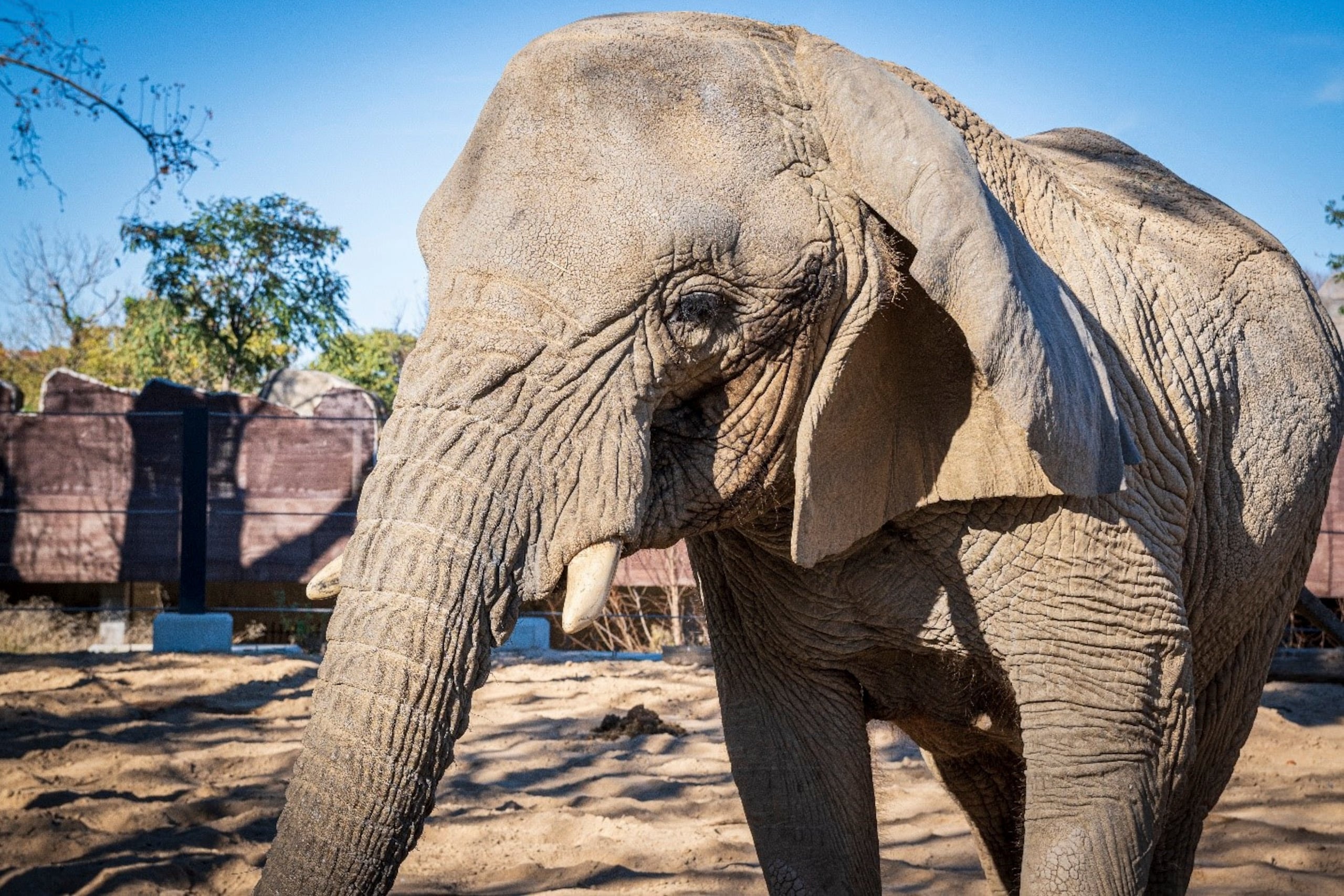 Imagen de archivo de la elefanta africana Yoyo, la más longeva de su especie del mundo, fallecida en el Zoo de Barcelona.