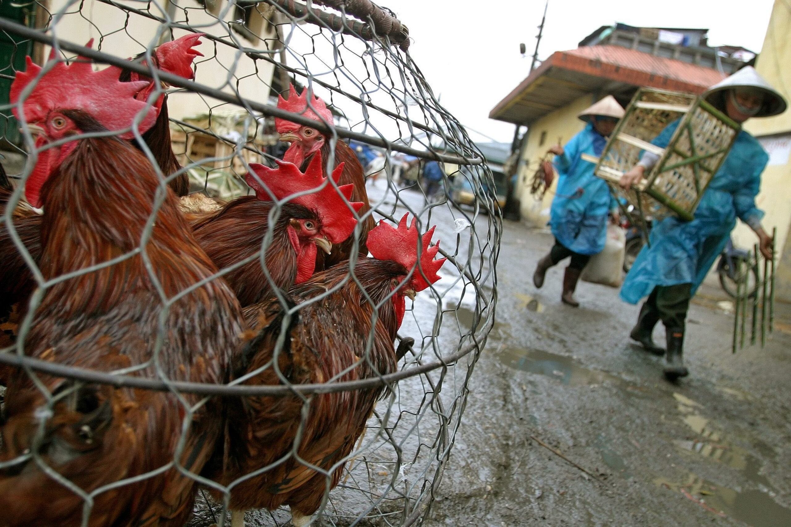 La OMS recomendó evitar lugares de riesgo como mercados, granjas con animales vivos y aves de corral, no consumir aves que hayan estado enfermas o hayan muerto de manera inesperada y lavarse asiduamente las manos.