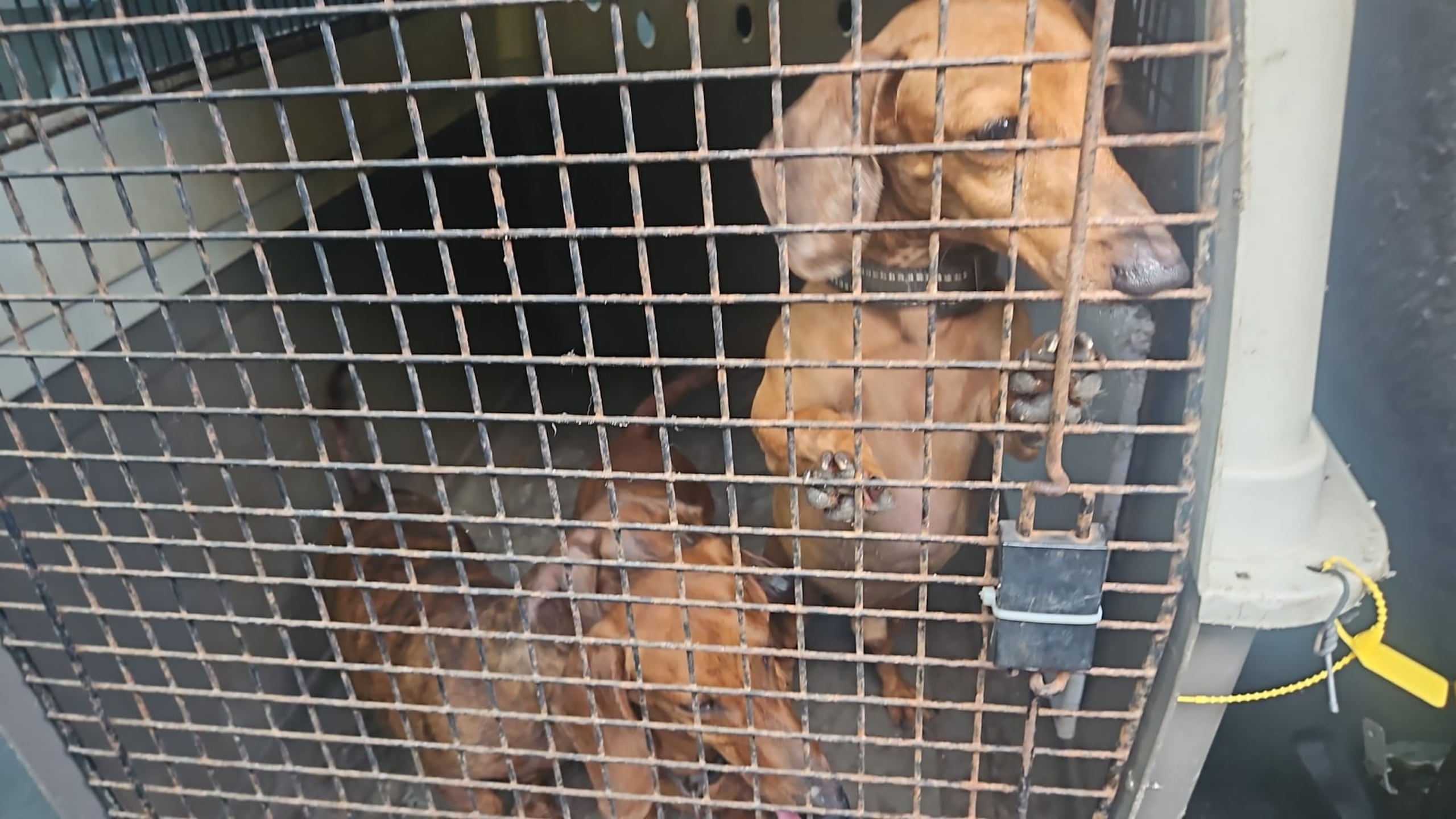 Siete perros fueron encontrados en una residencia abandonada en la calle Costa Rica, en Caguas.