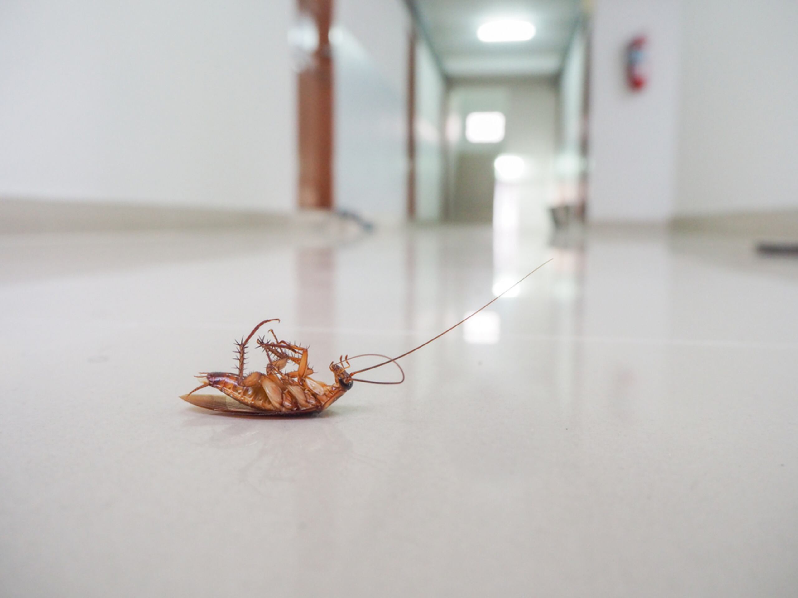 Estos insectos pueden portar bacterias peligrosas como el estafilococo y la salmonella, entre otras enfermedades.