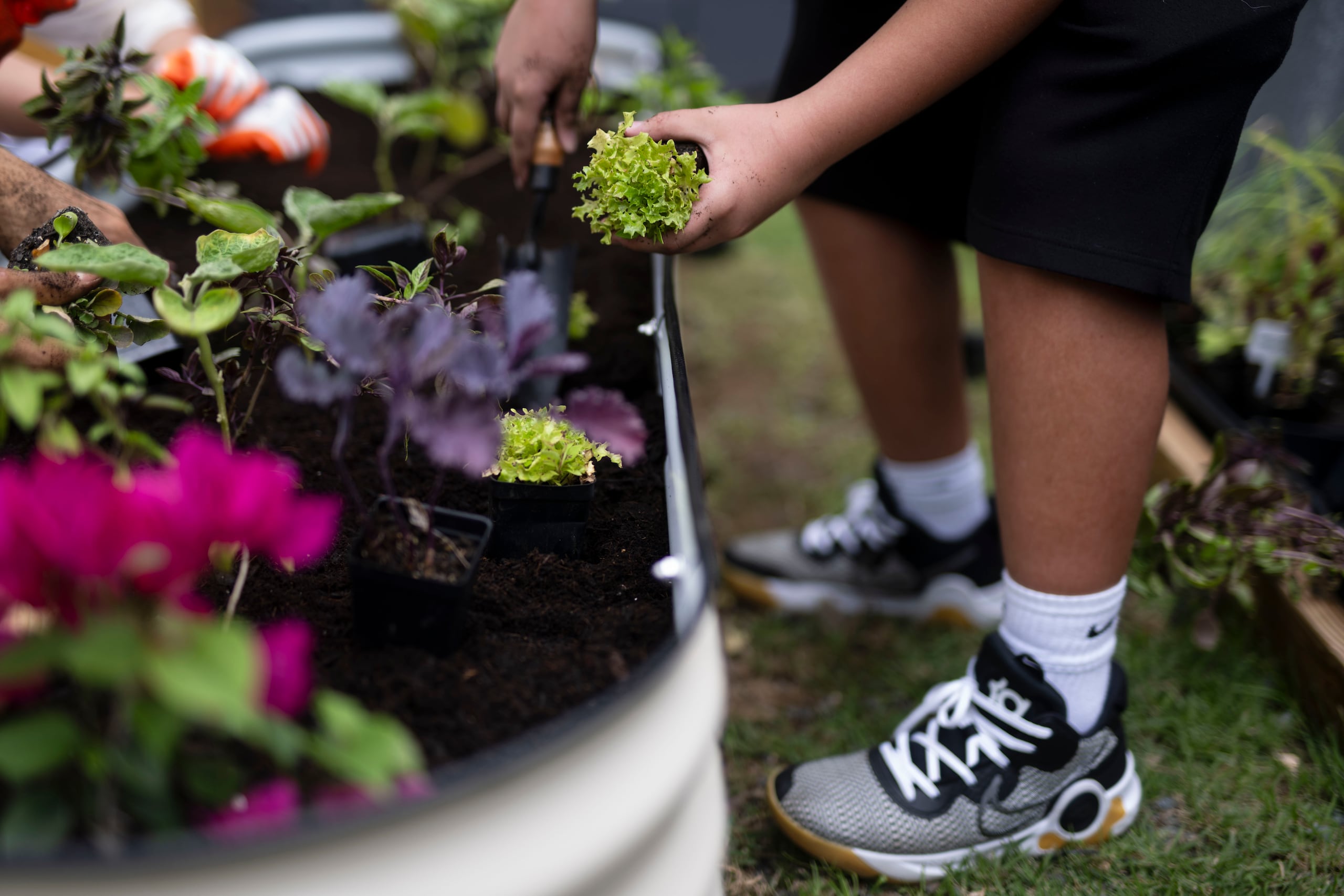El proyecto tiene “un enfoque interdisciplinario, que incluye los campos del arte, las matemáticas y el lenguaje”, puesto que los niños se involucrarán en nuevos conceptos para el habla, tendrán que medir las plantas, entre otras actividades.