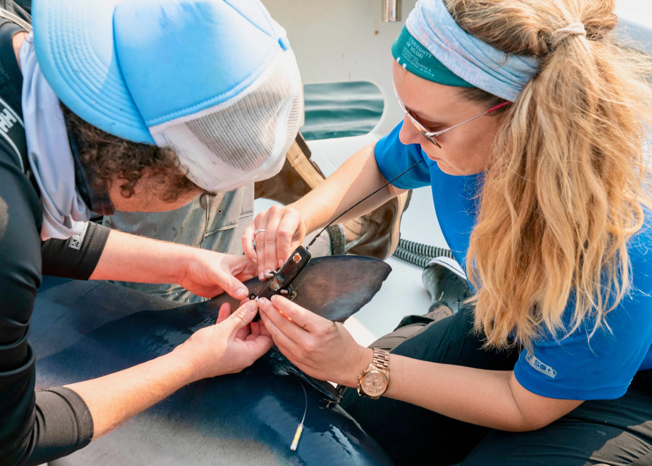 Fotografía cedia por Nola Schoder de la Universidad de Miami (UM) donde aparecen las científicas Neil Hammerschlag, y Laura McDonnell, colocando una etiqueta satelital (sensor) a un tiburón azul para transmitir datos de ubicación, temperatura y profundidad. EFE/Nola Schoder/UM /SOLO USO EDITORIAL /NO VENTAS /SOLO DISPONIBLE PARA ILUSTRAR LA NOTICIA QUE ACOMPAÑA /CRÉDITO OBLIGATORIO