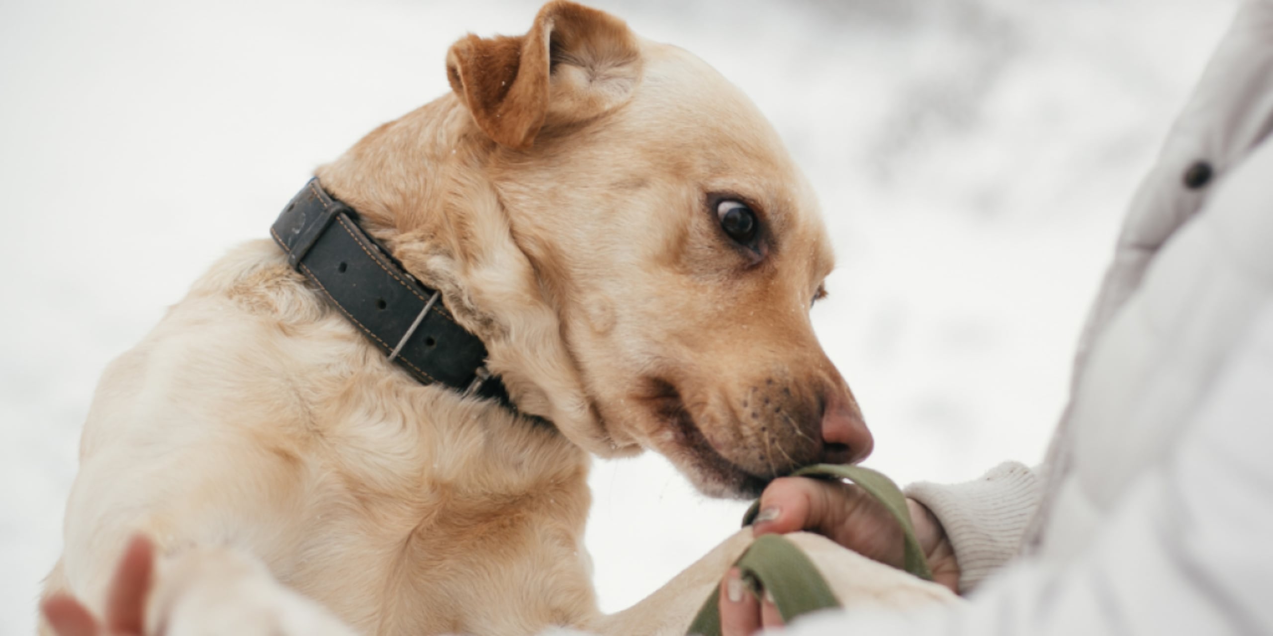 El perrito fue clave en la investigación.