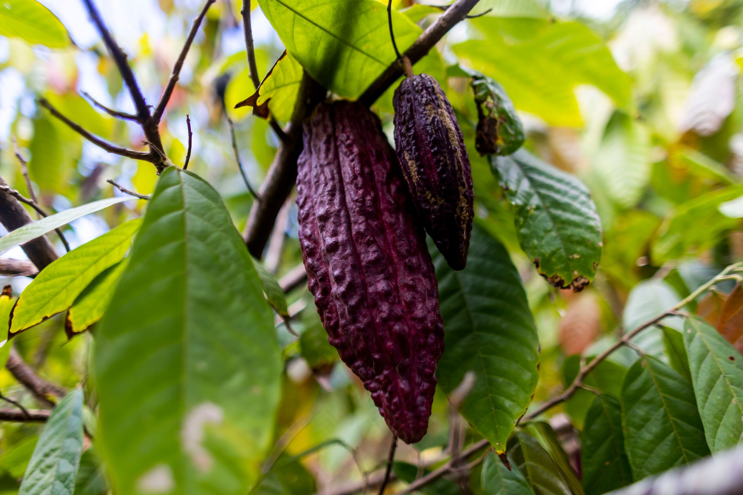 Actualmente, la PruVite cuenta con 528 árboles de cacao, de los que 70 ya están en producción y la finca está abierta para recorridos guiados.