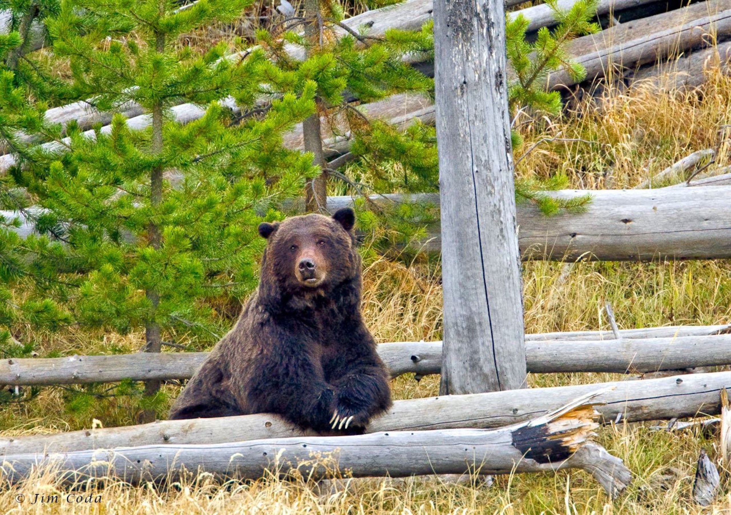 un gran oso pardo descansa en el Parque Nacional de Yellowstone.