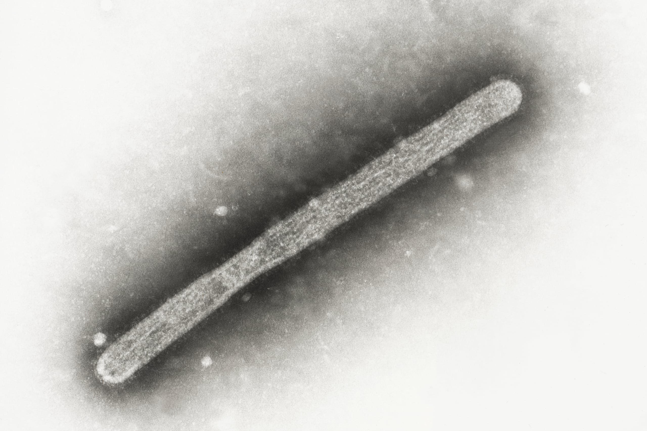 Las autoridades sanitarias de Michigan se han negado a decir cuántas personas expuestas al ganado infectado han sido sometidas a pruebas o control.