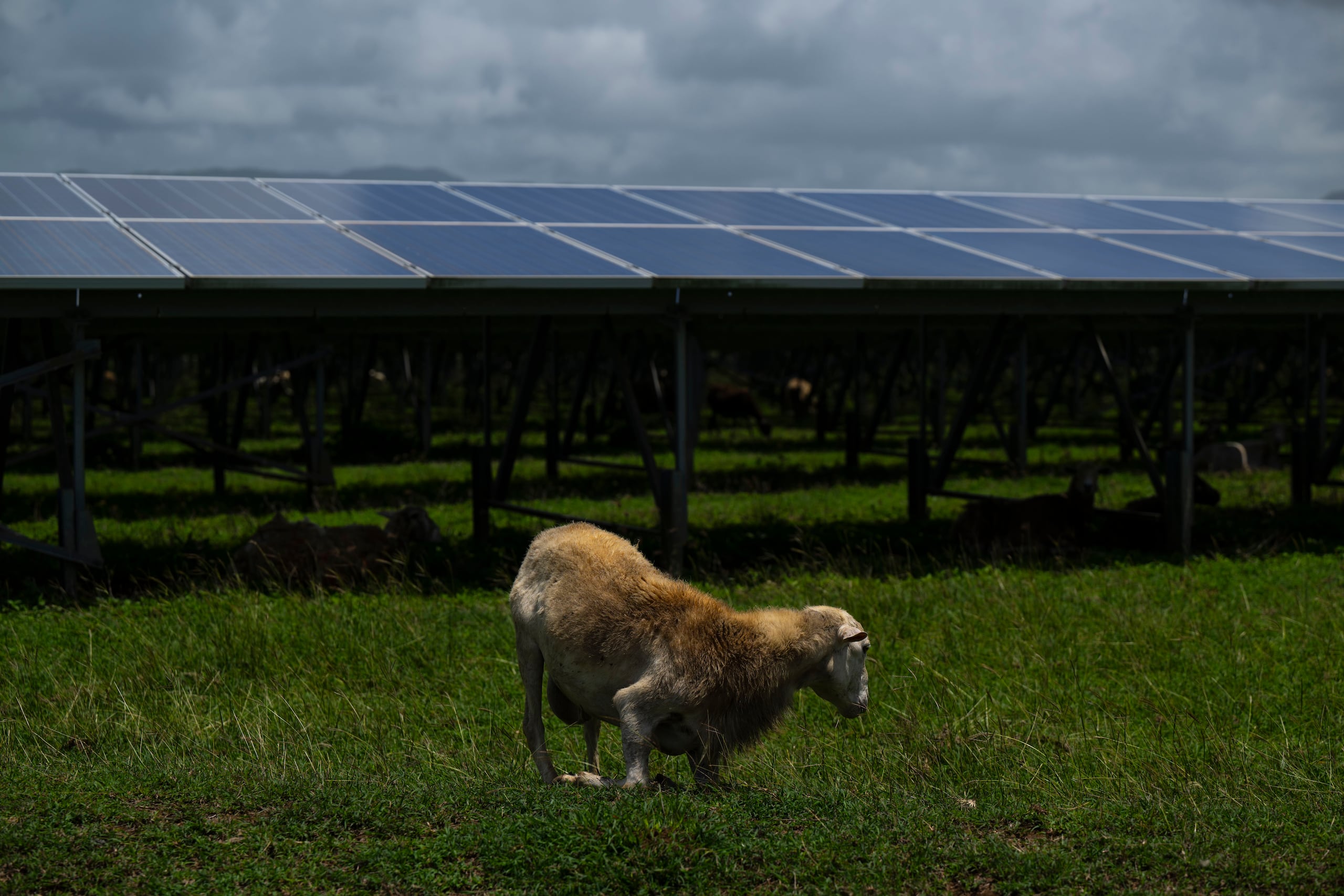 Los proyectos deben estar en fase de planificación y no haber comenzado la instalación del sistema de energía renovable al momento de presentar la solicitud.