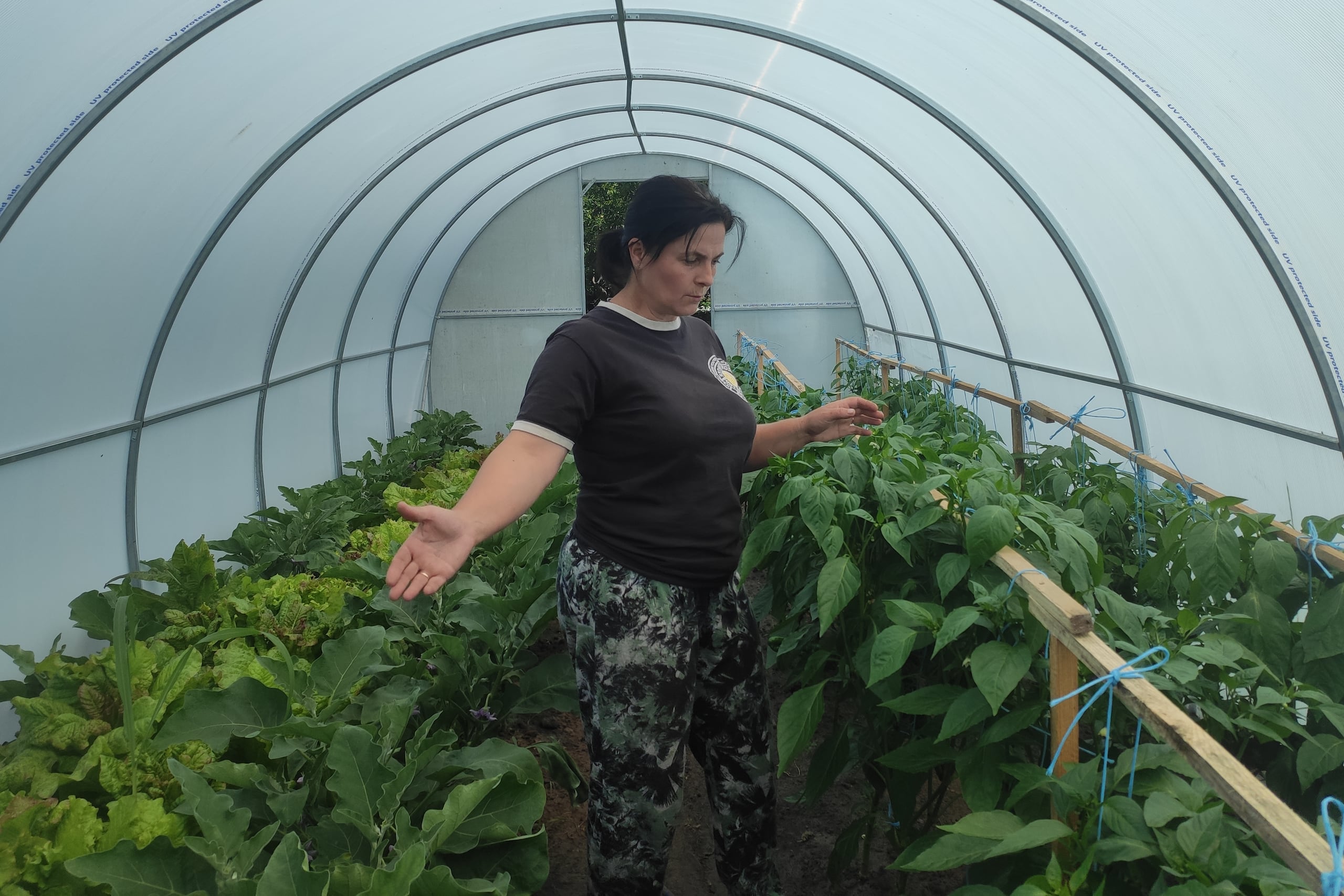 Maria Korchma agricultora de Studenok en el invernadero de su casa. La agricultura se convierte en un salvavidas para los habitantes de los territorios devastados por la ocupación rusa, donde la pérdida de empleos y la presencia de minas antipersonales que persisten tres años después de su liberación por Ucrania se ven contrarrestadas por una iniciativa que proporciona a la gente invernaderos y apoyo logístico para cultivar y vender sus productos y afrontar el futuro incierto. (EFE/Rostyslav Averchuk)
