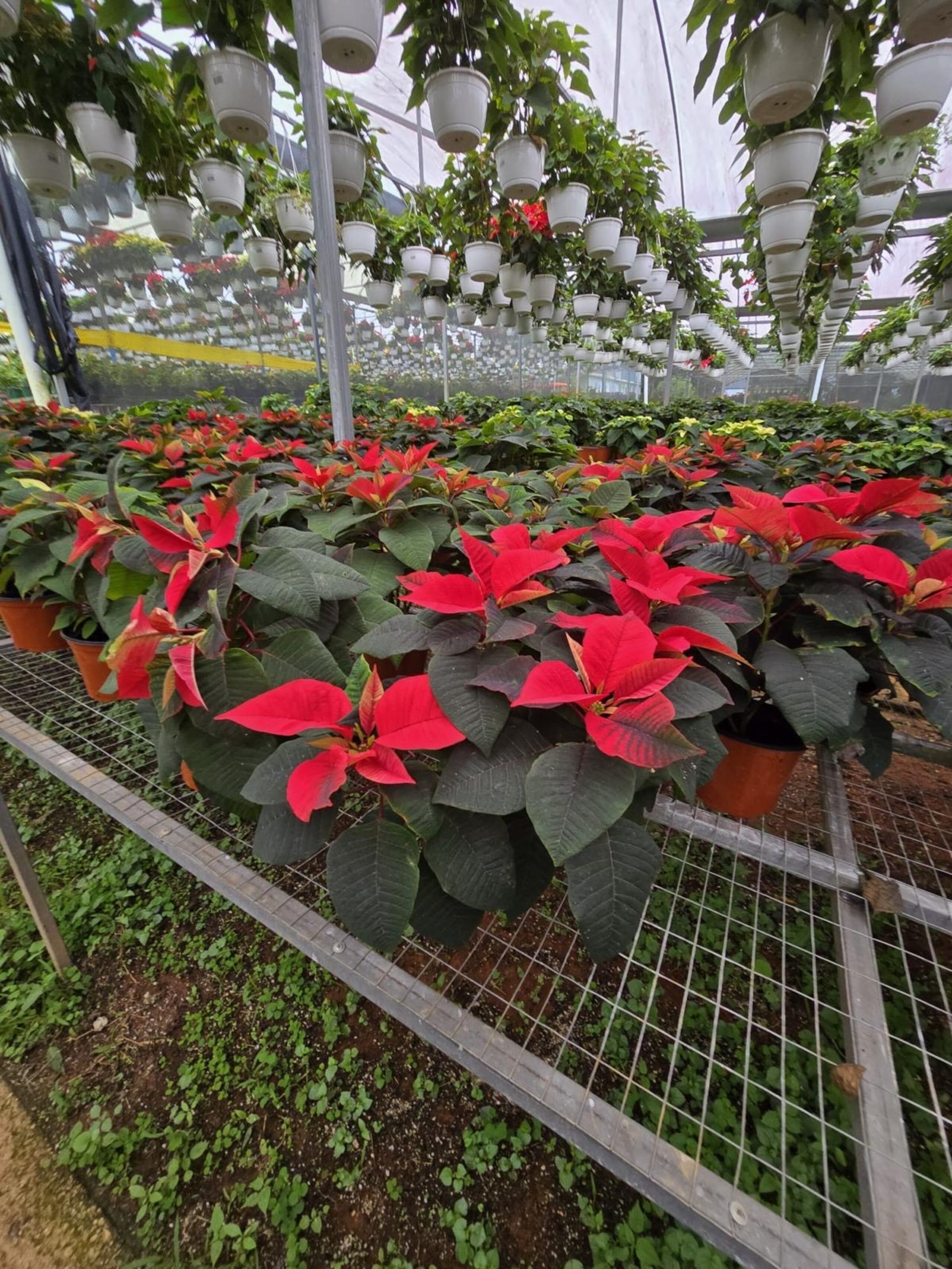 Pascuas que aguantan más calor.