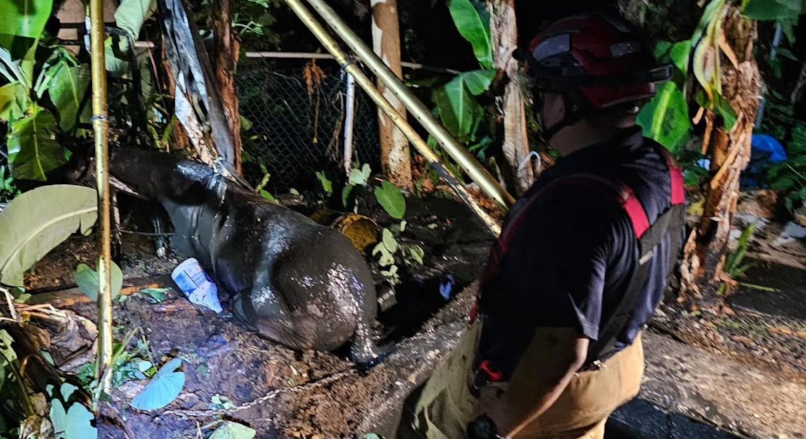 El equino sería revisado por un veterinario.
