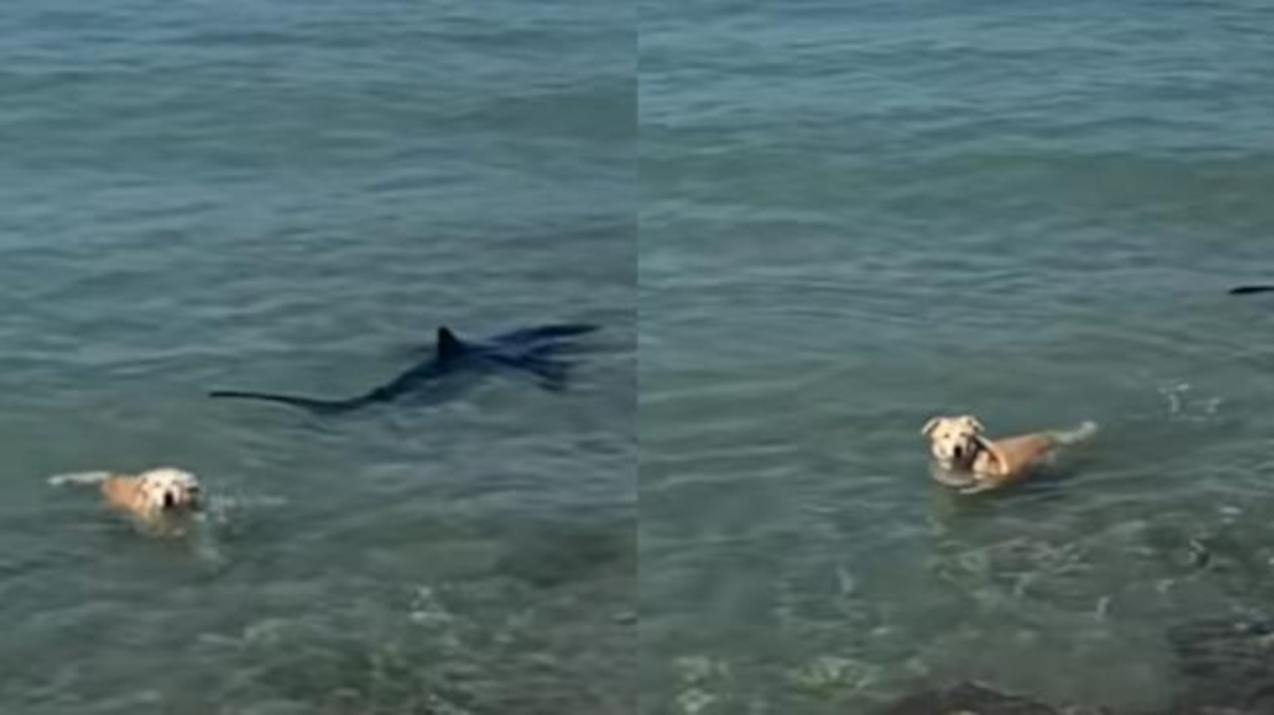 El tiburón captado en las imágenes  es un tiburón azul que habita en aguas templadas y usualmente no representa peligro para el ser humano.