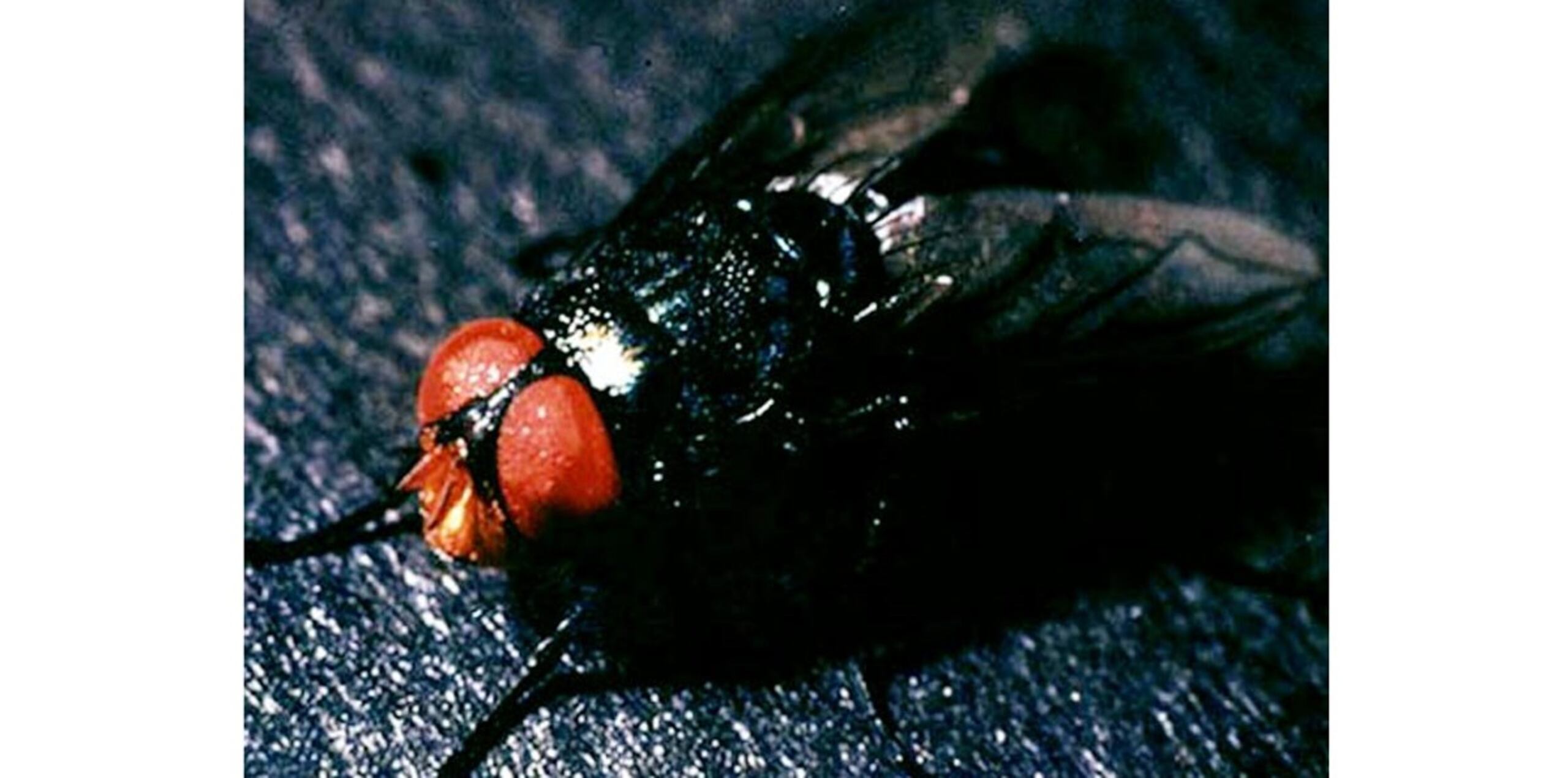 Mosca del gusano barrenador del ganado, que se alimenta de la carne de animales de sangre caliente. (Toma pantalla / cabi.org)
