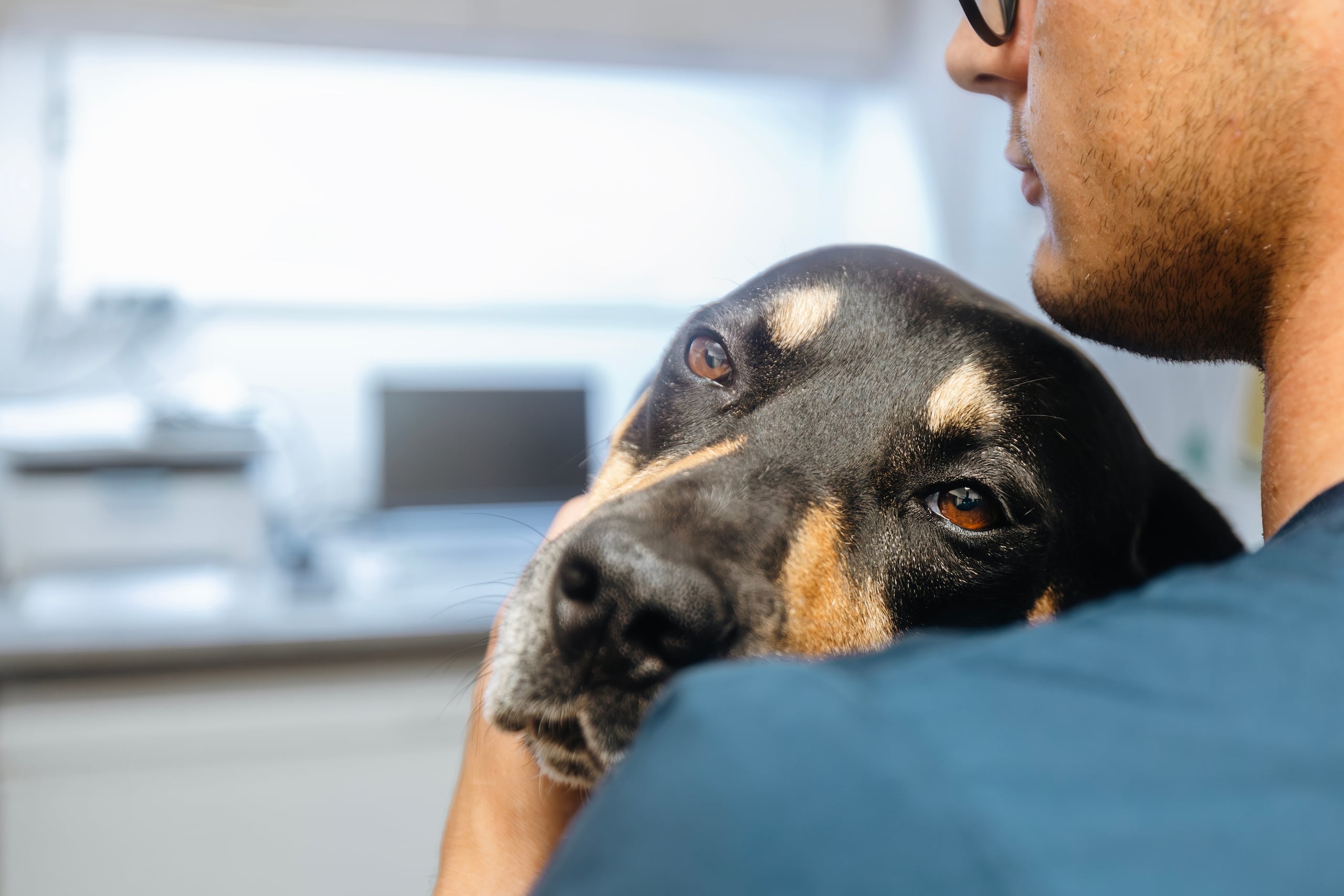 La edad en la que un perro se considera senior varía según su tamaño y raza.