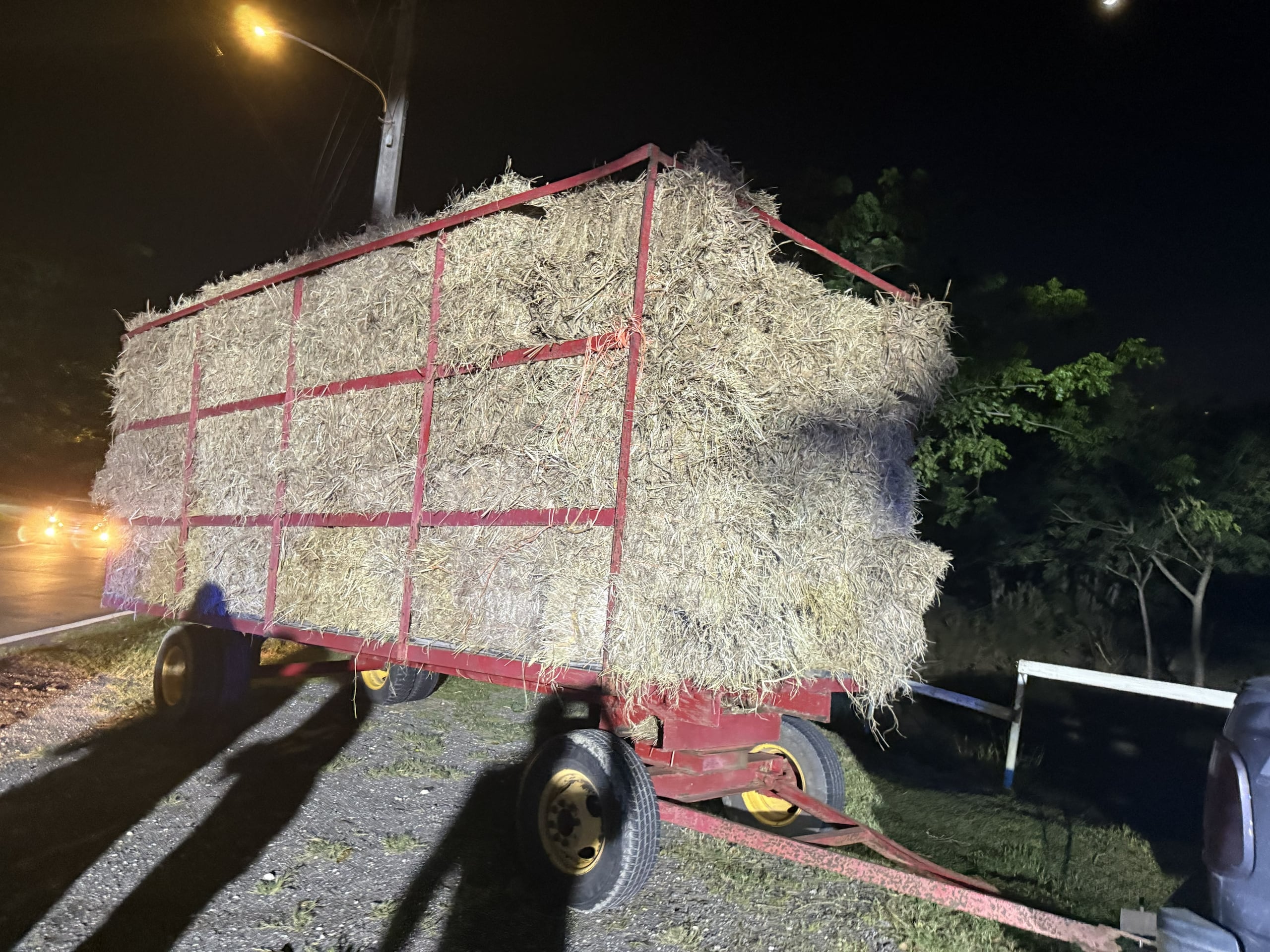 Las pacas de heno, valoradas en unos $4,000, fueron presuntamente hurtadas de una finca en el barrio Punta Palma, en Barceloneta.