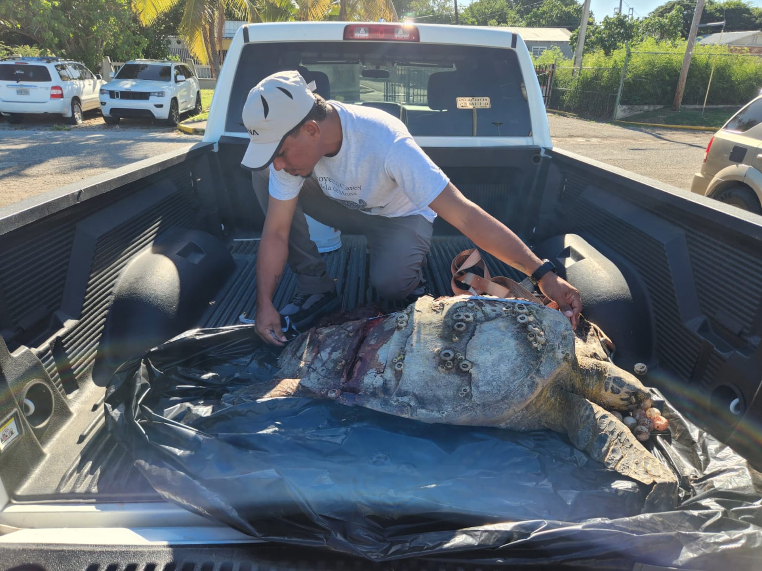 Según Plaza, es la tercera vez que un carey muere arrollado por un vehículo en ese sector.