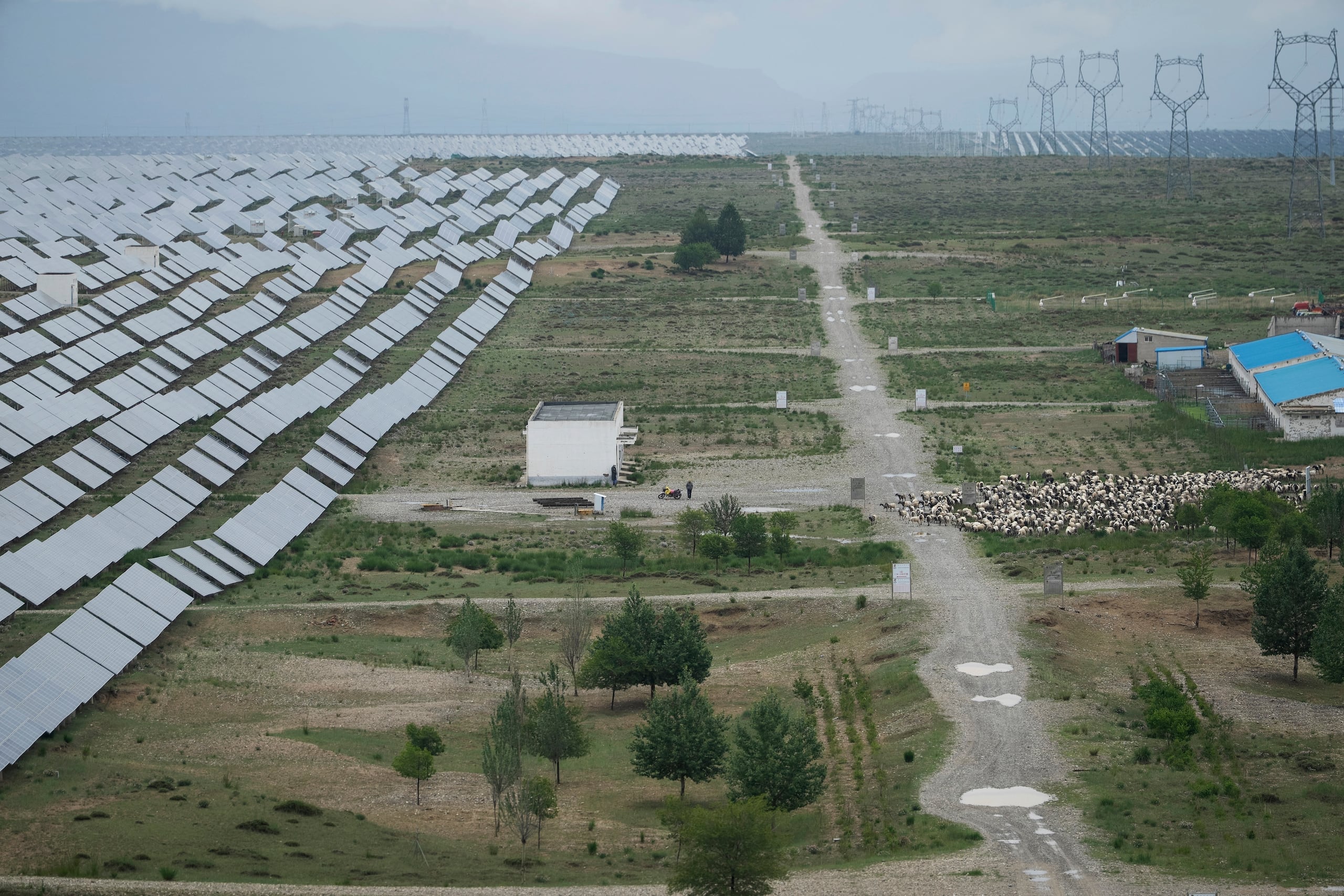 Un pastor libera ovejas tibetanas para que pasten en un parque solar en la prefectura de Hainan, el martes 1 de julio de 2025, en la provincia occidental china de Qinghai. (AP Foto/Ng Han Guan)