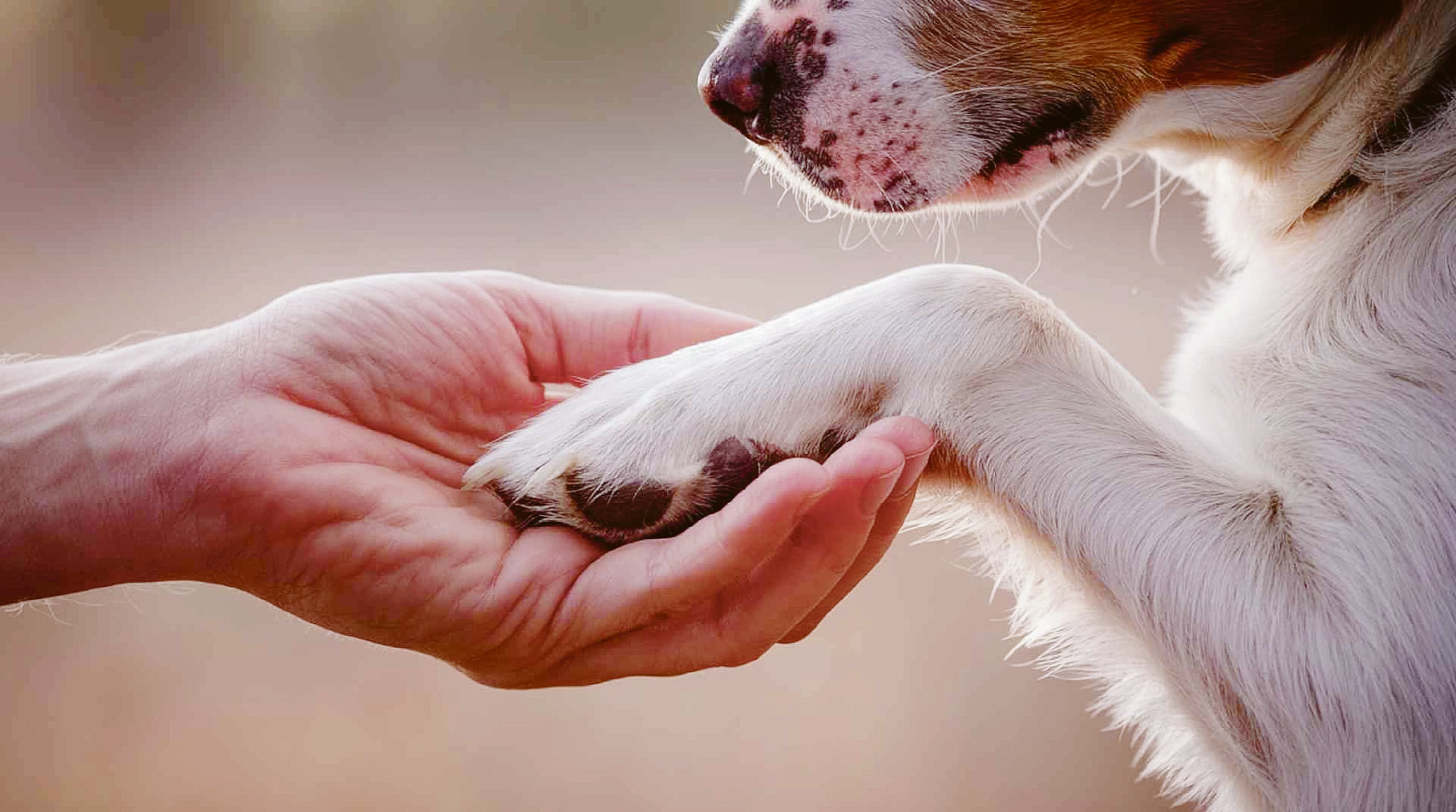 La esterilización, vacunación y la identificación son medidas esenciales para promover el bienestar animal.