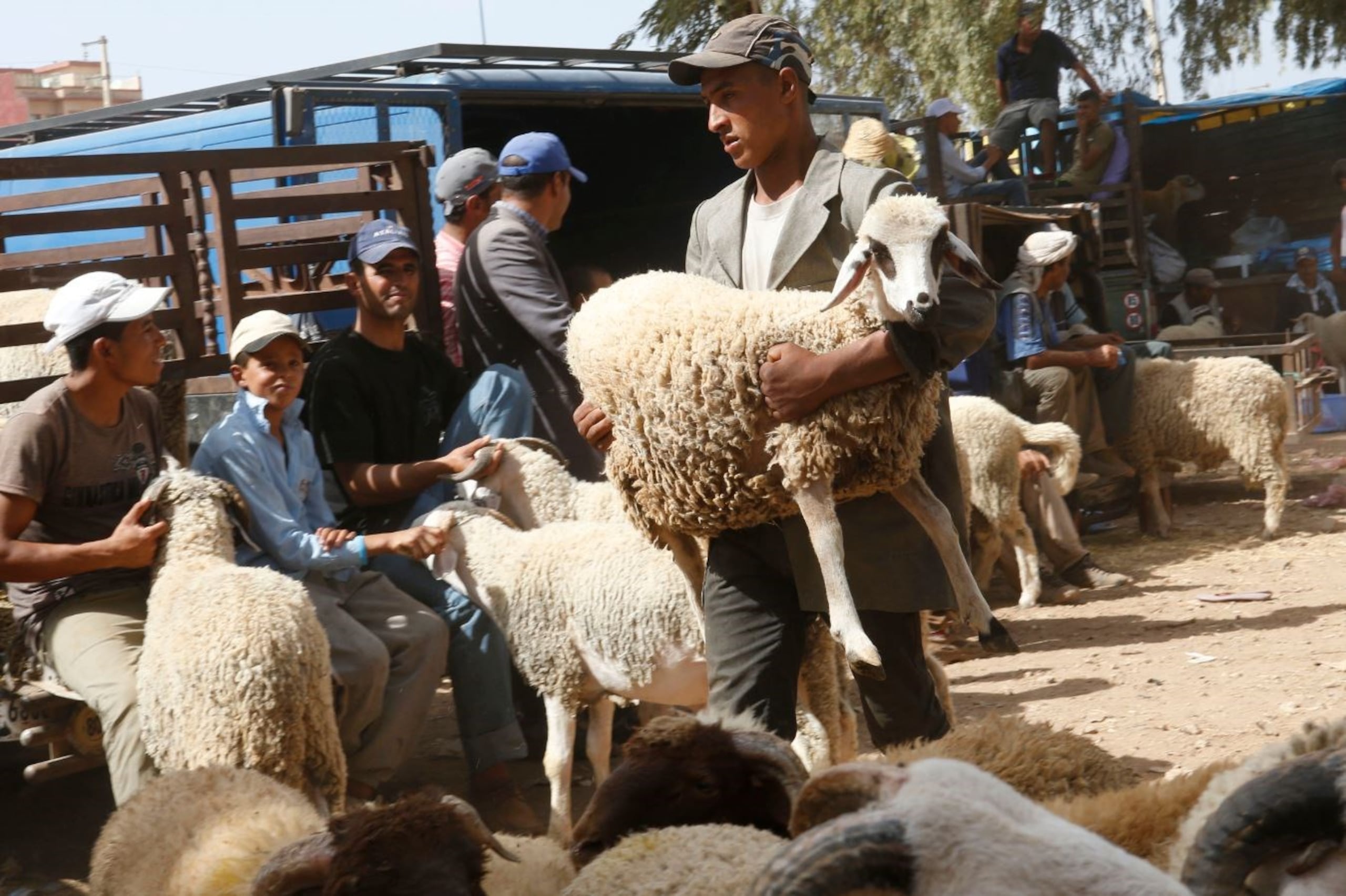 Se calcula que 4.5 millones de ovejas están siendo sacrificados hoy en el país. (AP)