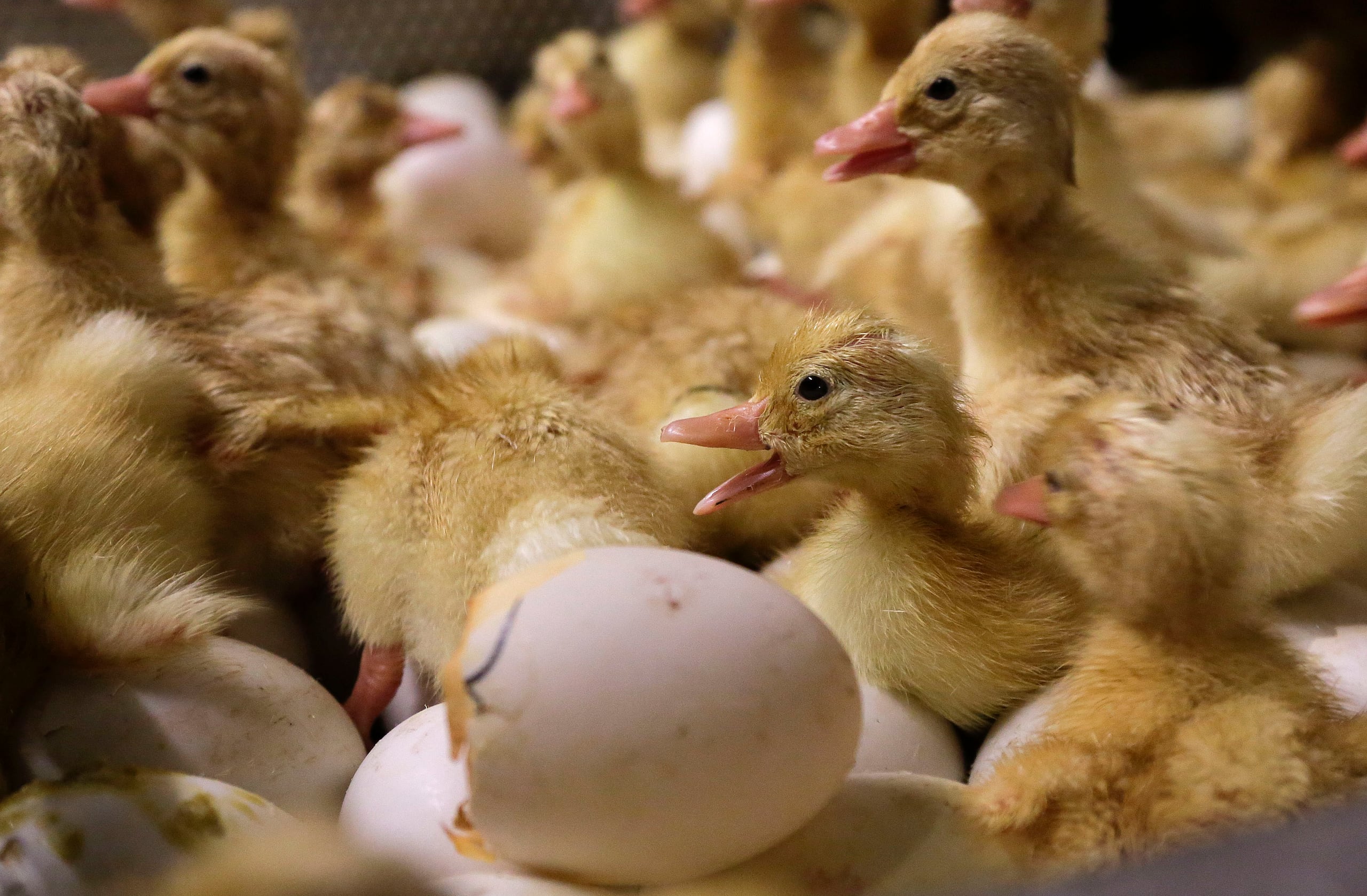Las investigaciones comenzaron luego de reportarse la muerte de aproximadamente 20 patos criollos en una propiedad de Cabo Rojo.