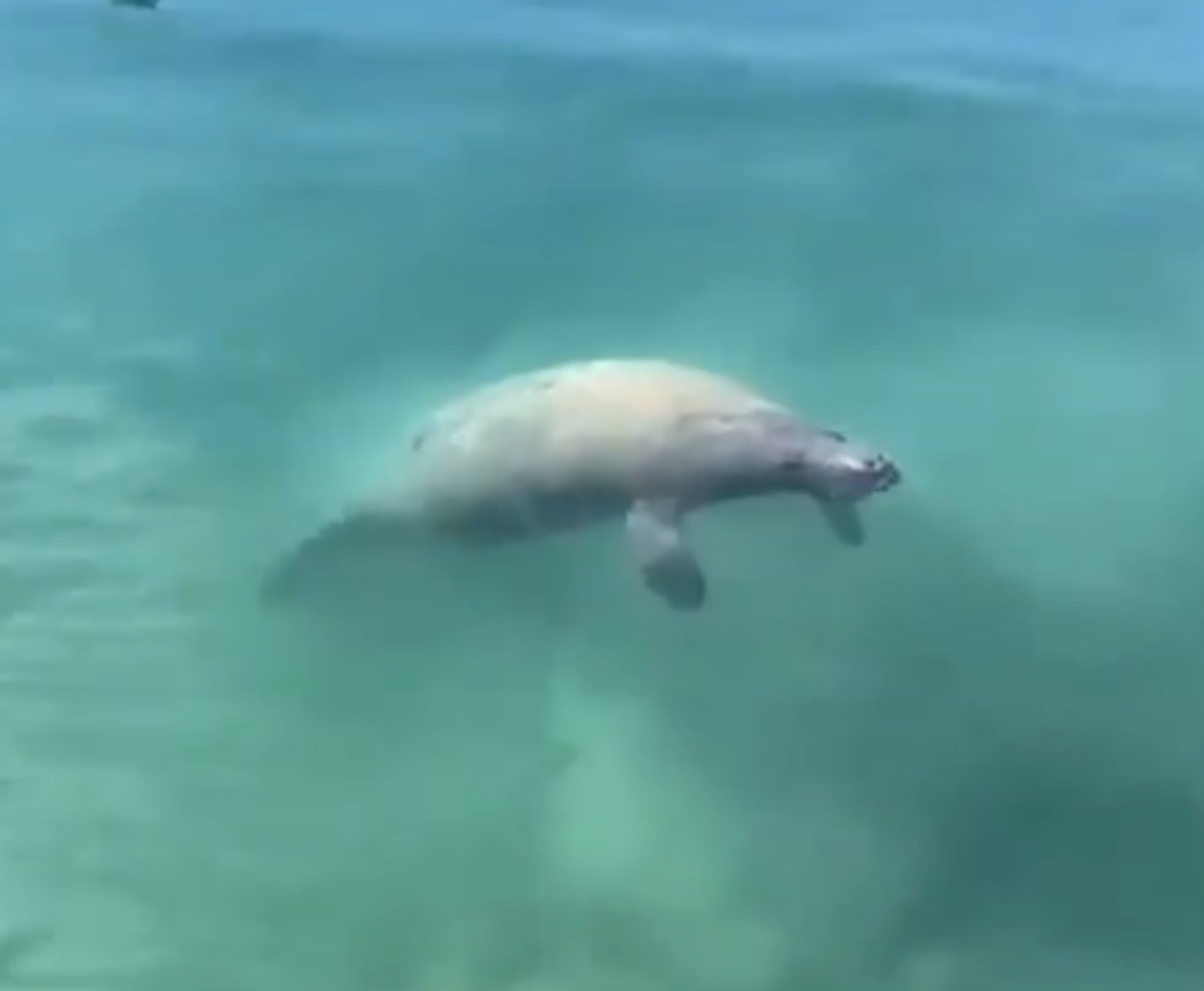Así se encuentra Moisés, el manatí, en aguas de Ceiba.
