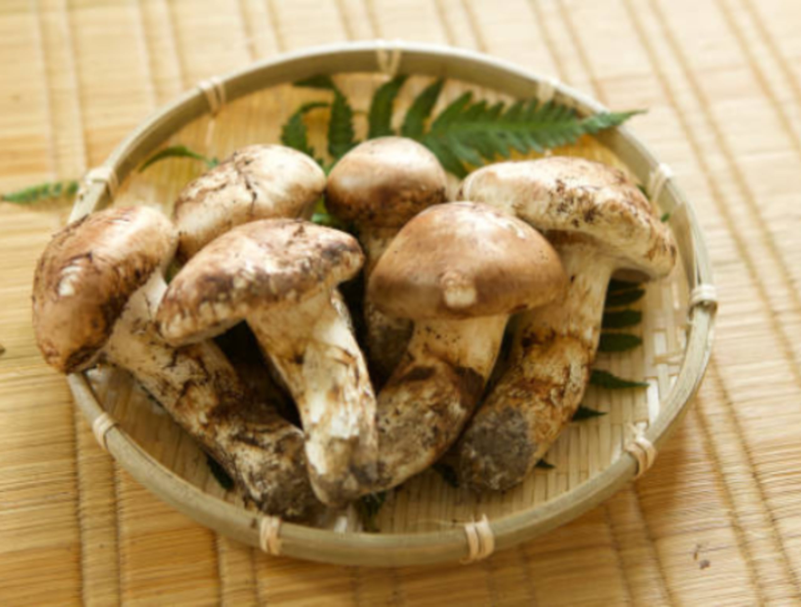 Setas Matsutake