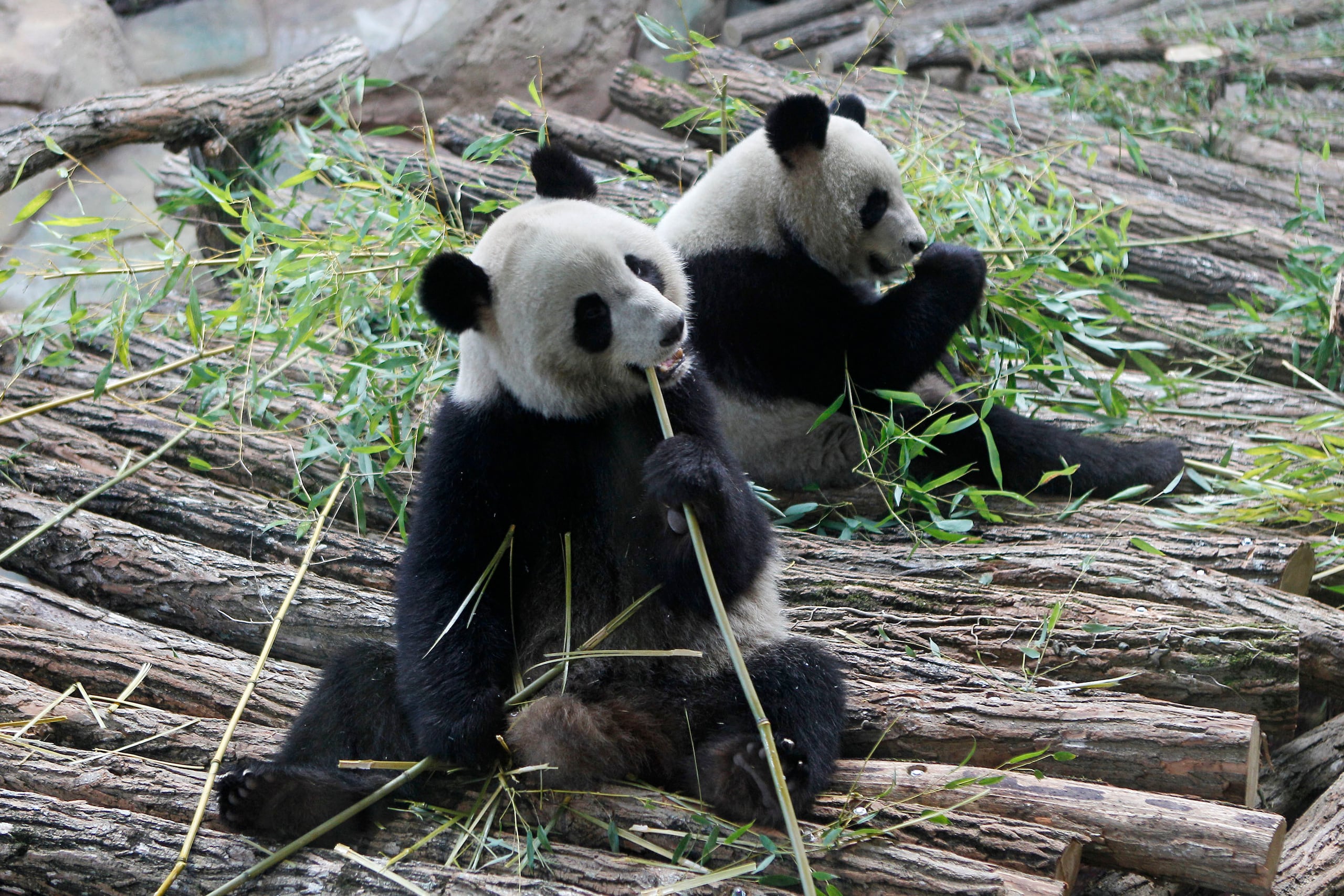 ARCHIVO – Vistos a través de un panel de cristal, el panda macho Yuan Zi, derecha, y la hembra Huan Huan, se alimentan da bambú en el Zoo Parc de Beauval en Saint-Aignan, en el centro de Francia, el martes 17 de enero de 2012. (AP Foto/Michel Euler, Archivo)