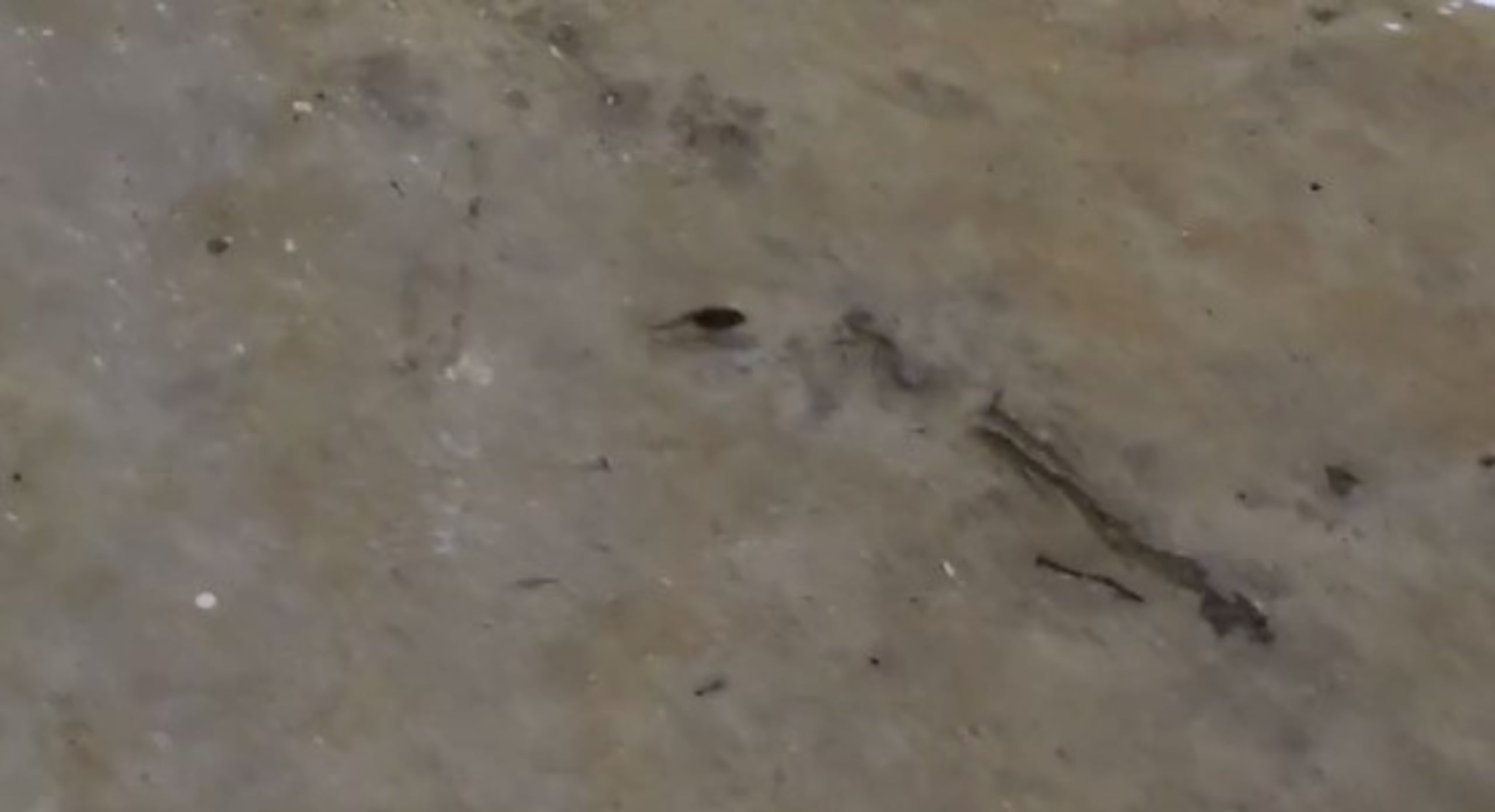 Hasta renacuajos hay en los enormes charcos a consecuencia de la inundación.