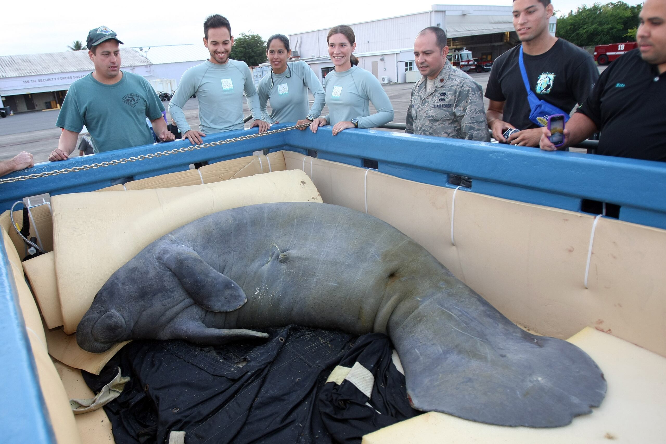 Guacara era un macho de casi 10 pies de largo, 890 libras de peso y unos 19 años de edad.