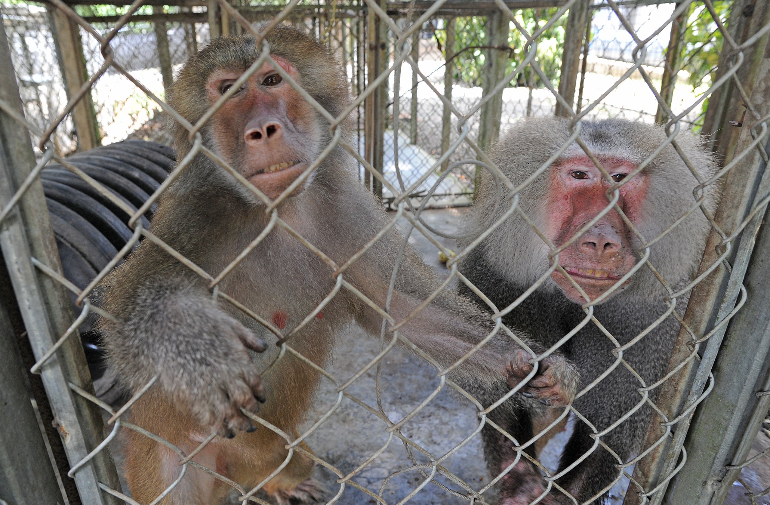 En estos momentos el Centro de Rehabilitación de Especies Nativas y Manejo de Especies Exóticas de Puerto Rico cuenta con alrededor de 35 culebras, 14 monos rhesus, 7 caimanes y múltiples aves. (Archivo)