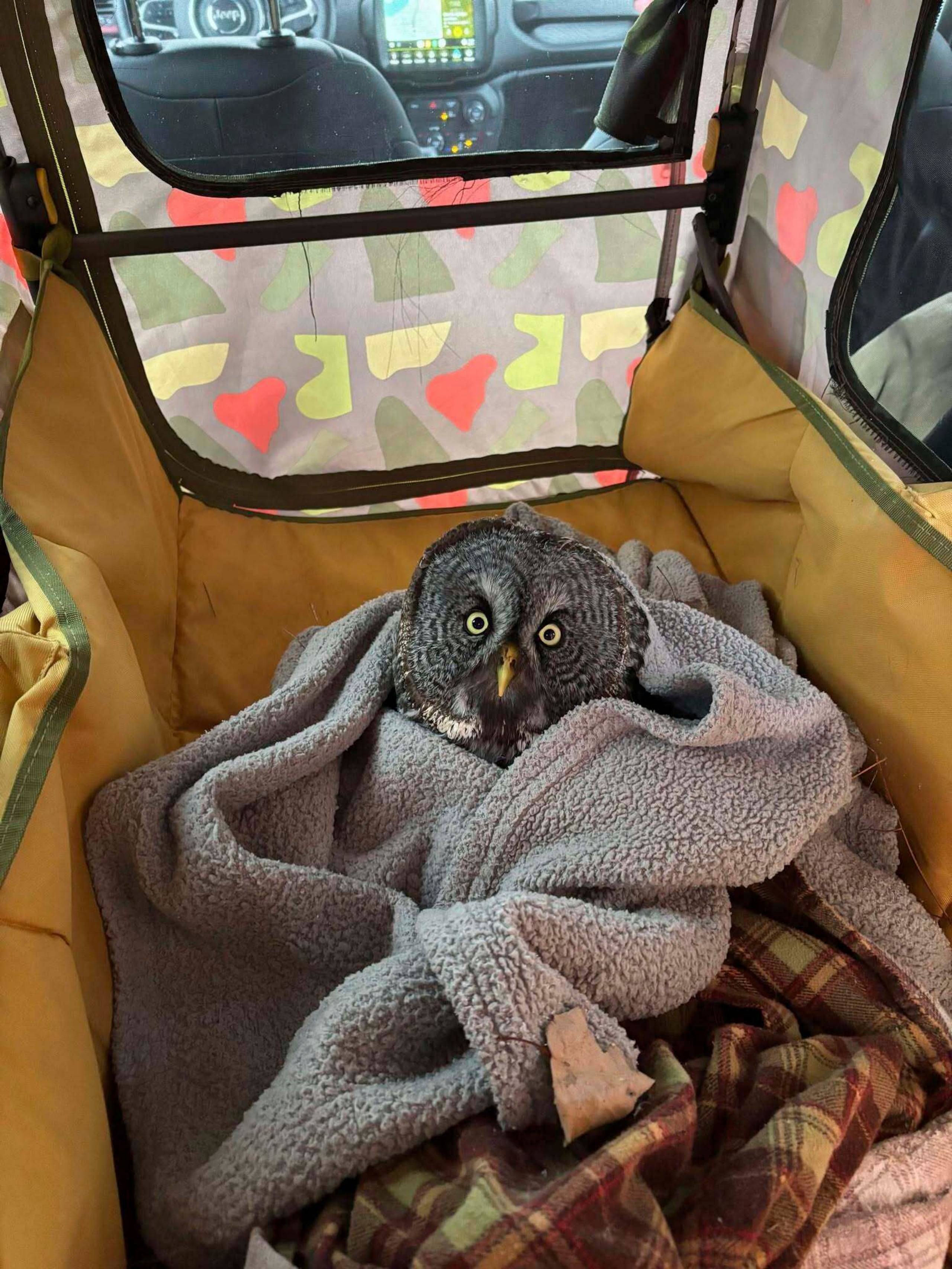 Un gran búho gris herido descansa en el automóvil de Annabell Whelan después de que ella lo rescató a la orilla de la carretera en Minnesota el 23 de diciembre de 2024. (Foto, Annabell Whelan vía AP)
