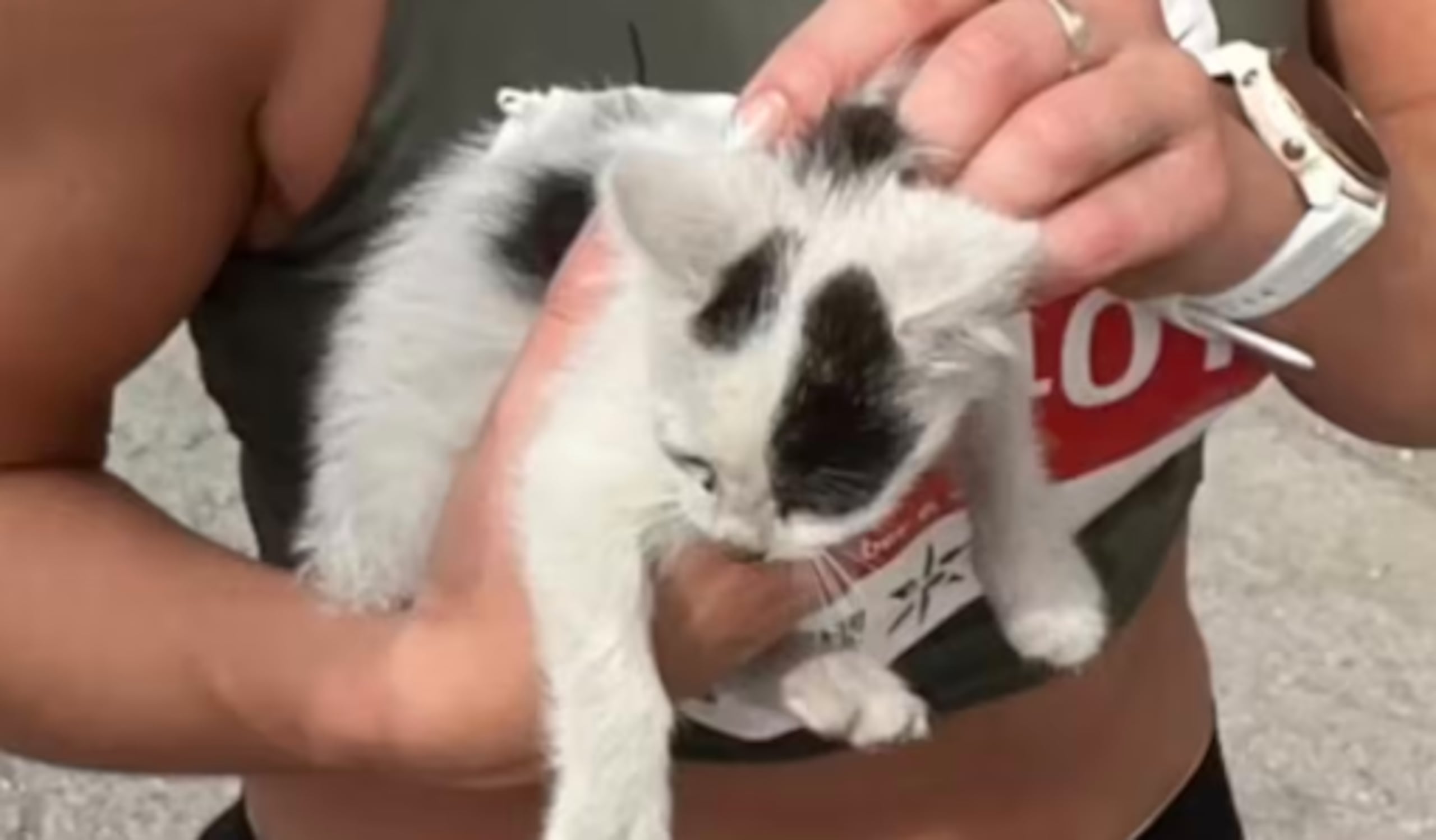 El gato de color blanco que fue recogido por la maratonista.