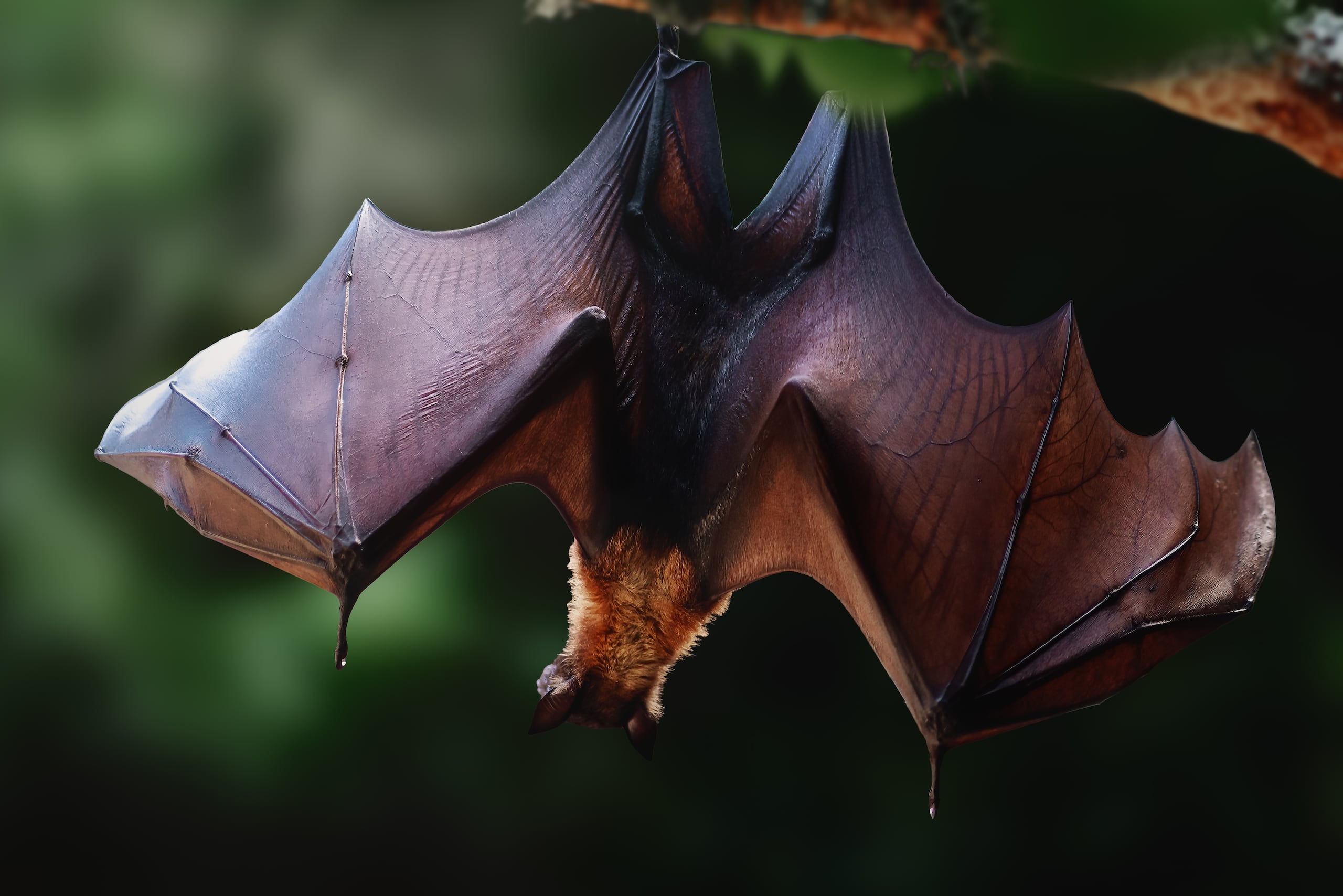 Según los Centros para el Control y la Prevención de Enfermedades (CDC), el virus se transmite principalmente mediante mordeduras o arañazos de animales infectados y, en Norteamérica, los murciélagos representan la principal fuente de contagio.
