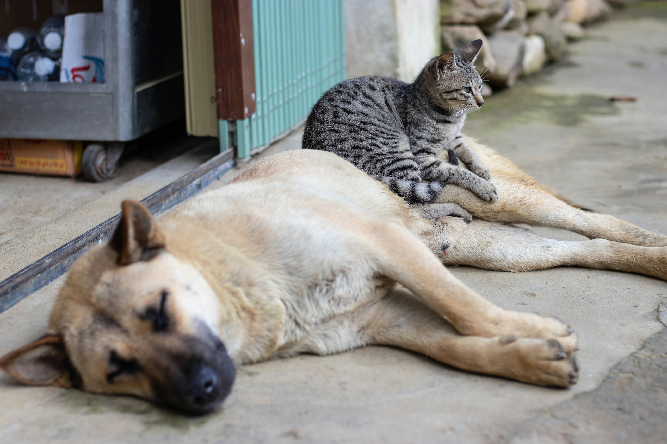 El abandono de animales en las calles y la falta de control en su reproducción abonan al problema.
