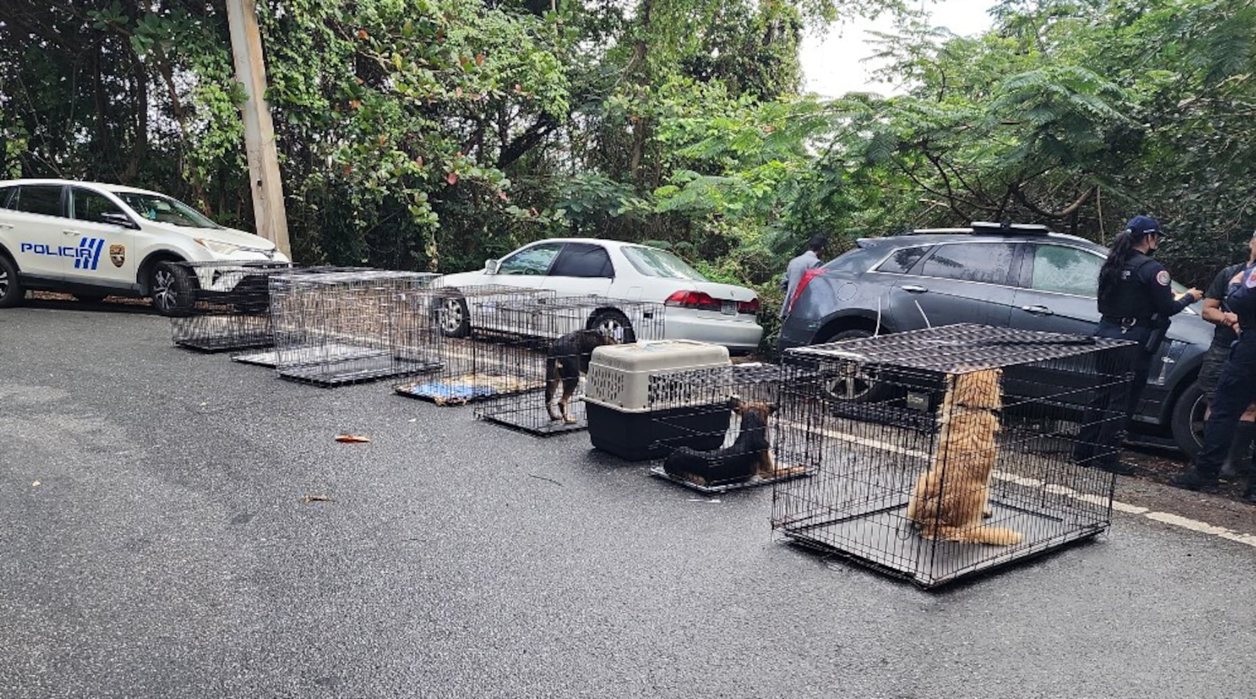 Los animales estaban en jaulas en una propiedad ubicada en la carretera PR-853, sector los Núñez de Trujillo Bajo, en Carolina.