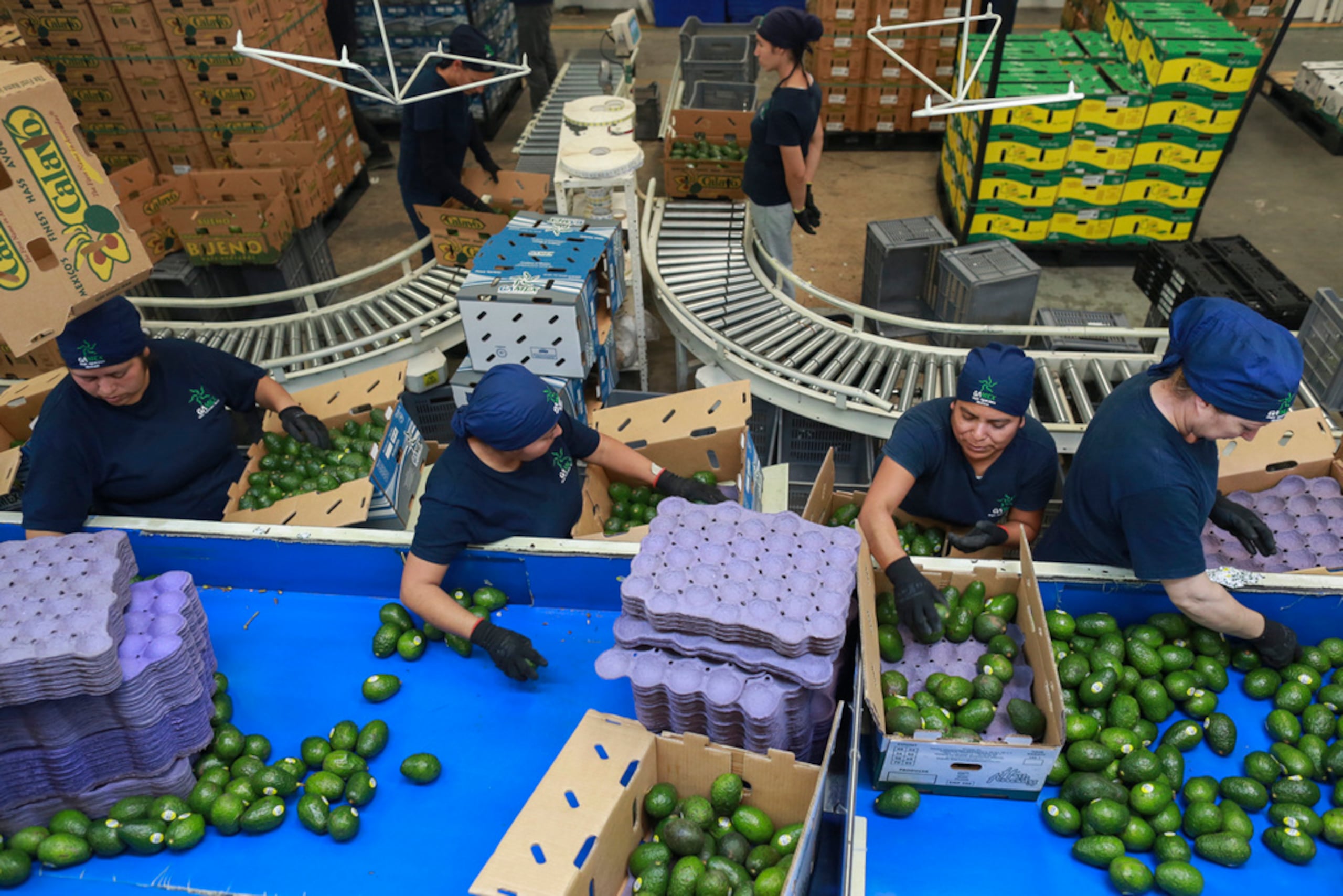 Trabajadoras examinan aguacates en una planta empacadora el 27 de noviembre de 2024, en Uruapan, México.