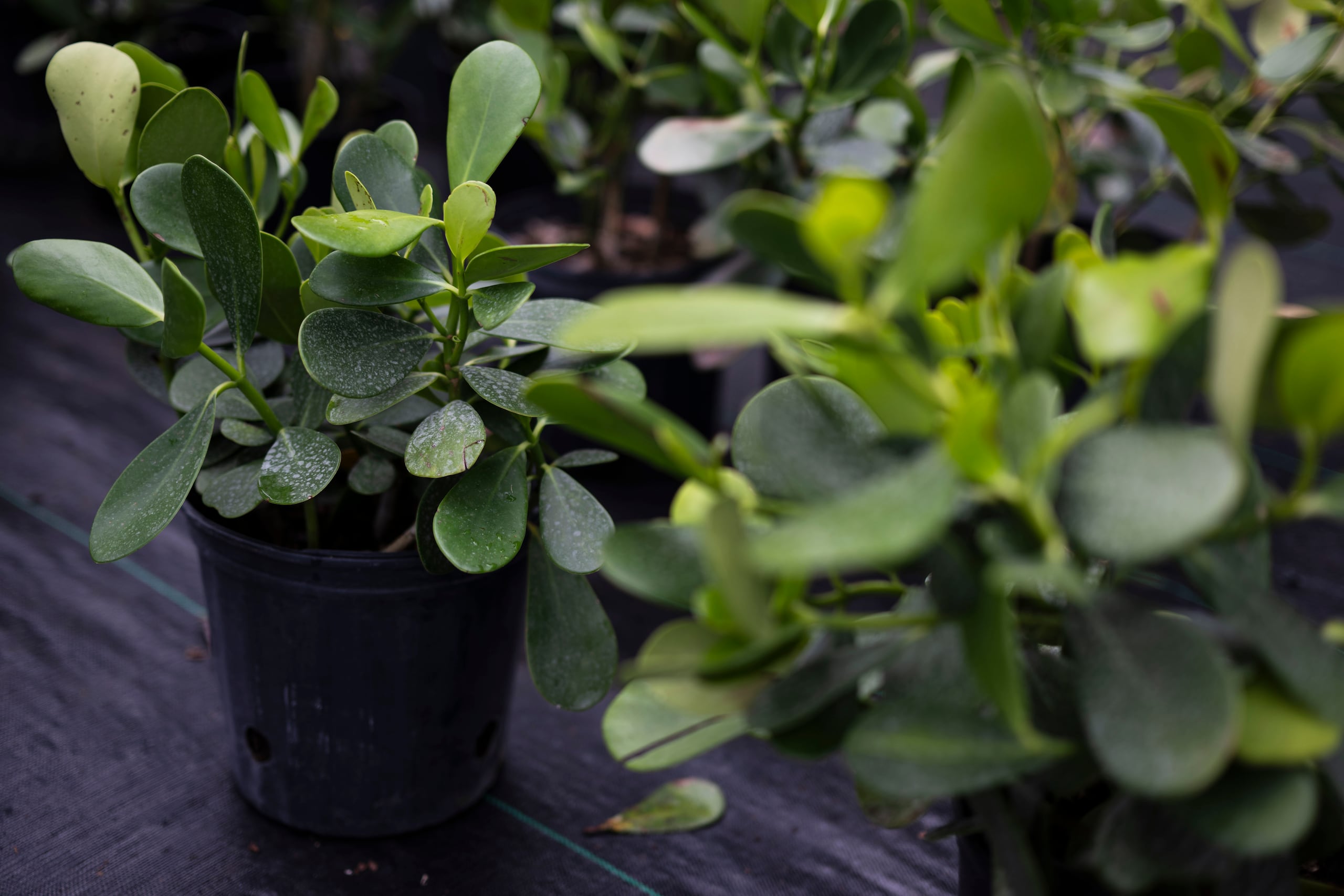 Planta de cupey