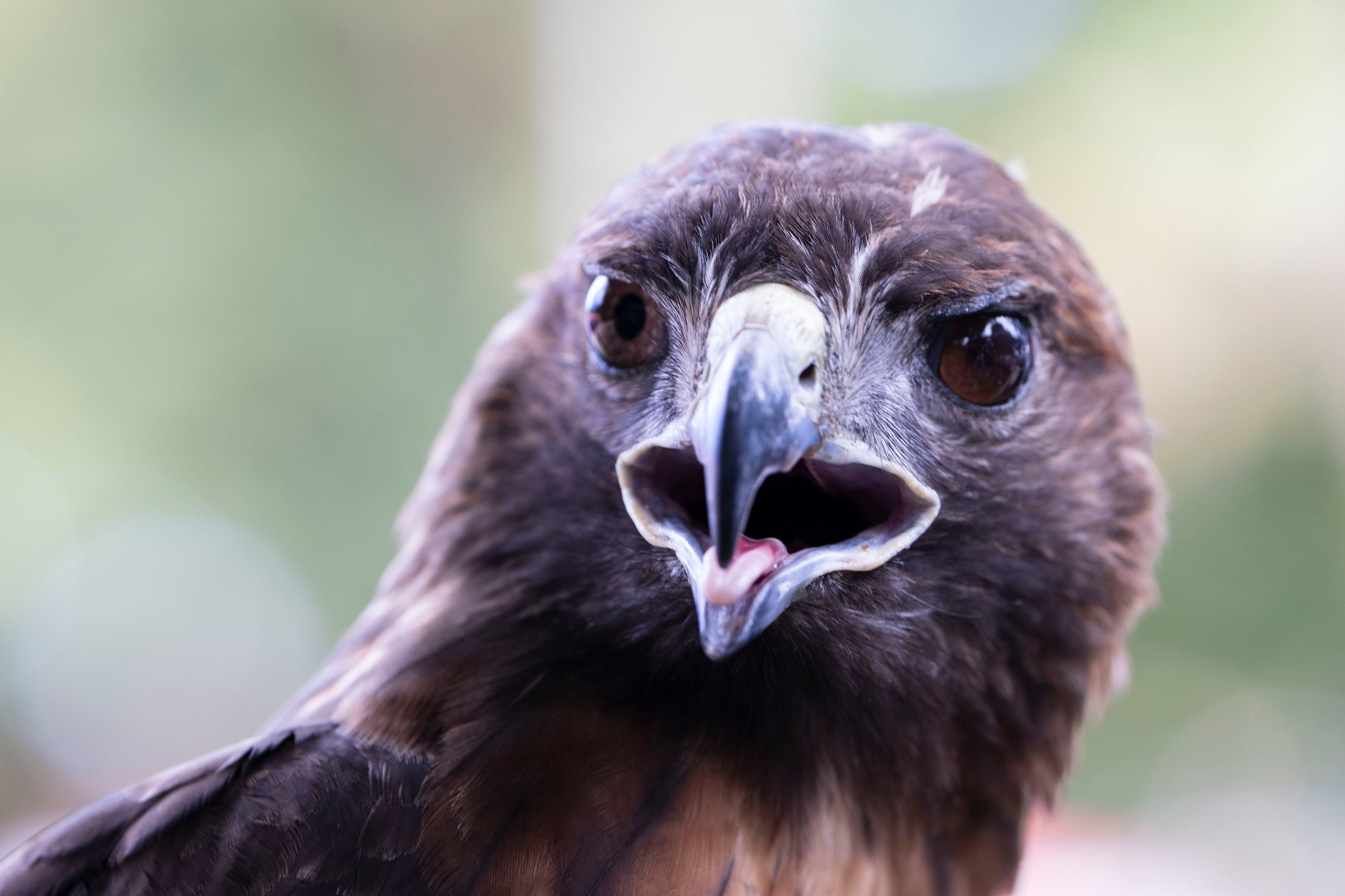 Lasa autoridades han exhortado a los residentes de Dinant a que cuando salgan de sus casas, lleven un paraguas o algún objeto con el que puedan defenderse del ave, de surgir algún ataque.