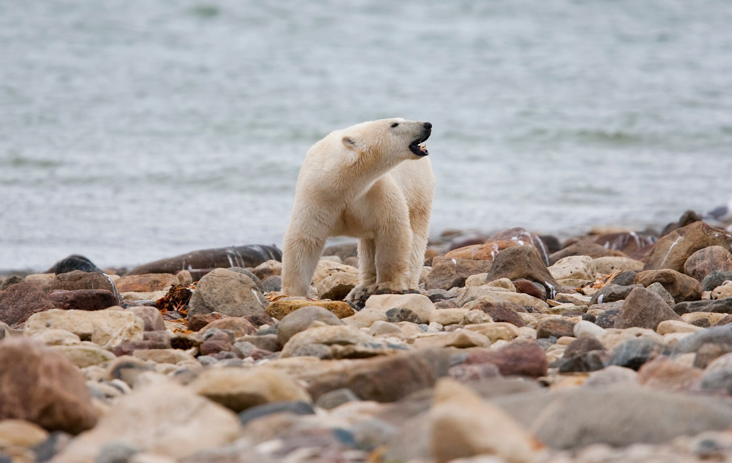 Un oso polar macho camina a orillas de la Bahía de Hudson el 23 de agosto de 2010, cerca de Churchill, Canadá.