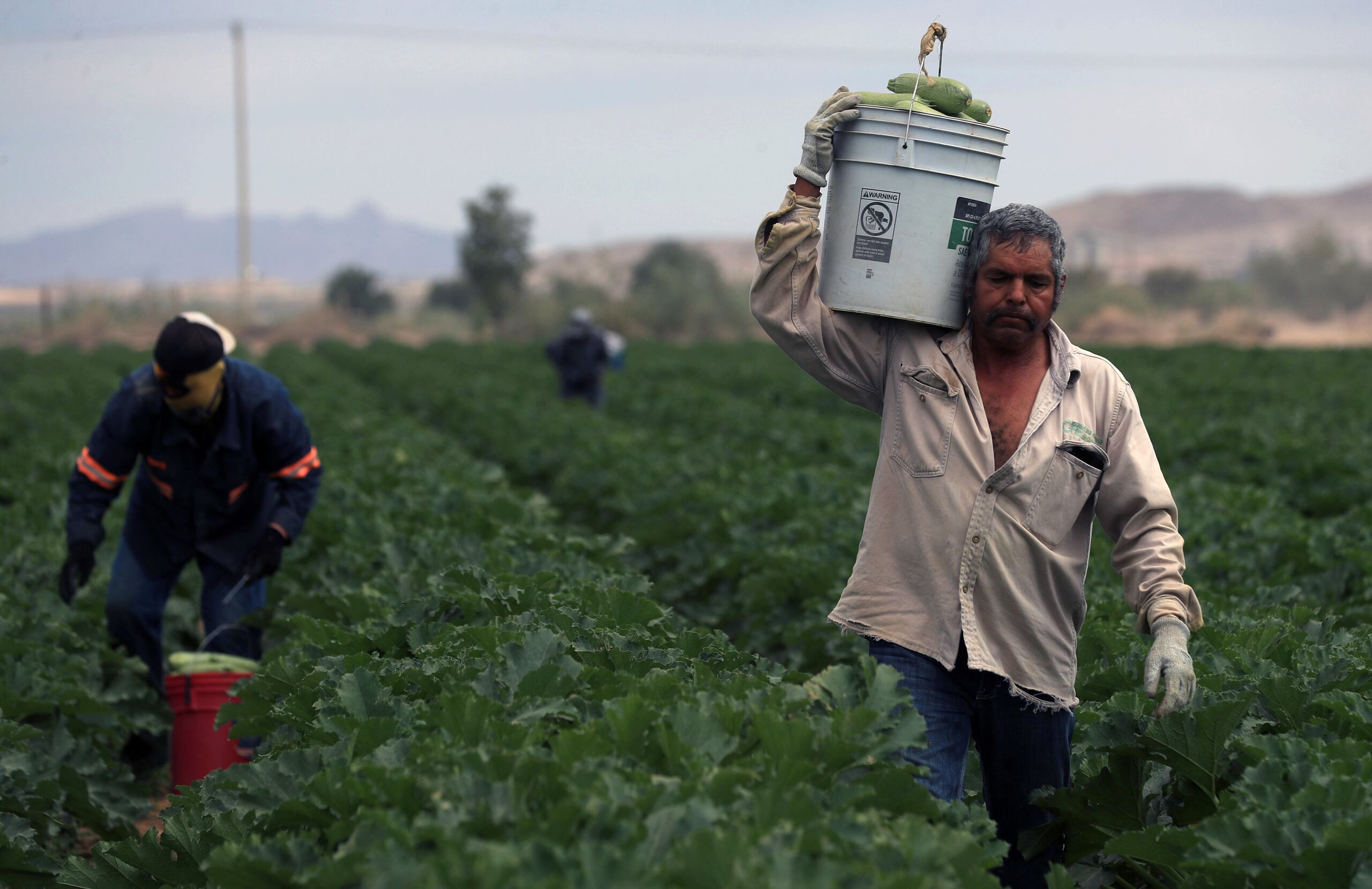 Campesinos recolectan calabacitas (calabacines) en un campo, el 12 de julio de 2024, en el municipio de Samalayuca (México). EFE/ Luis Torres