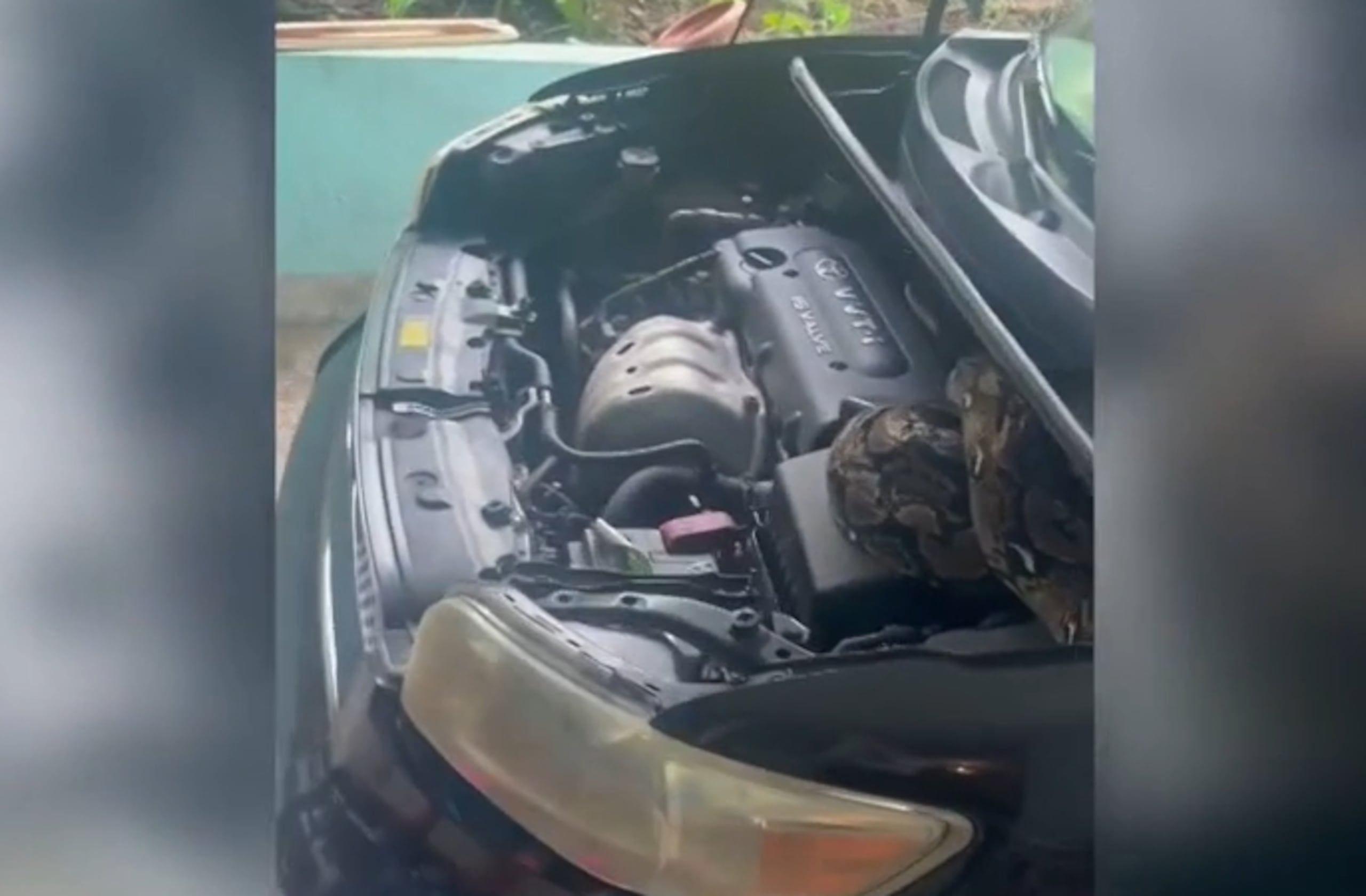Pitón en motor de carro en Bayamón
