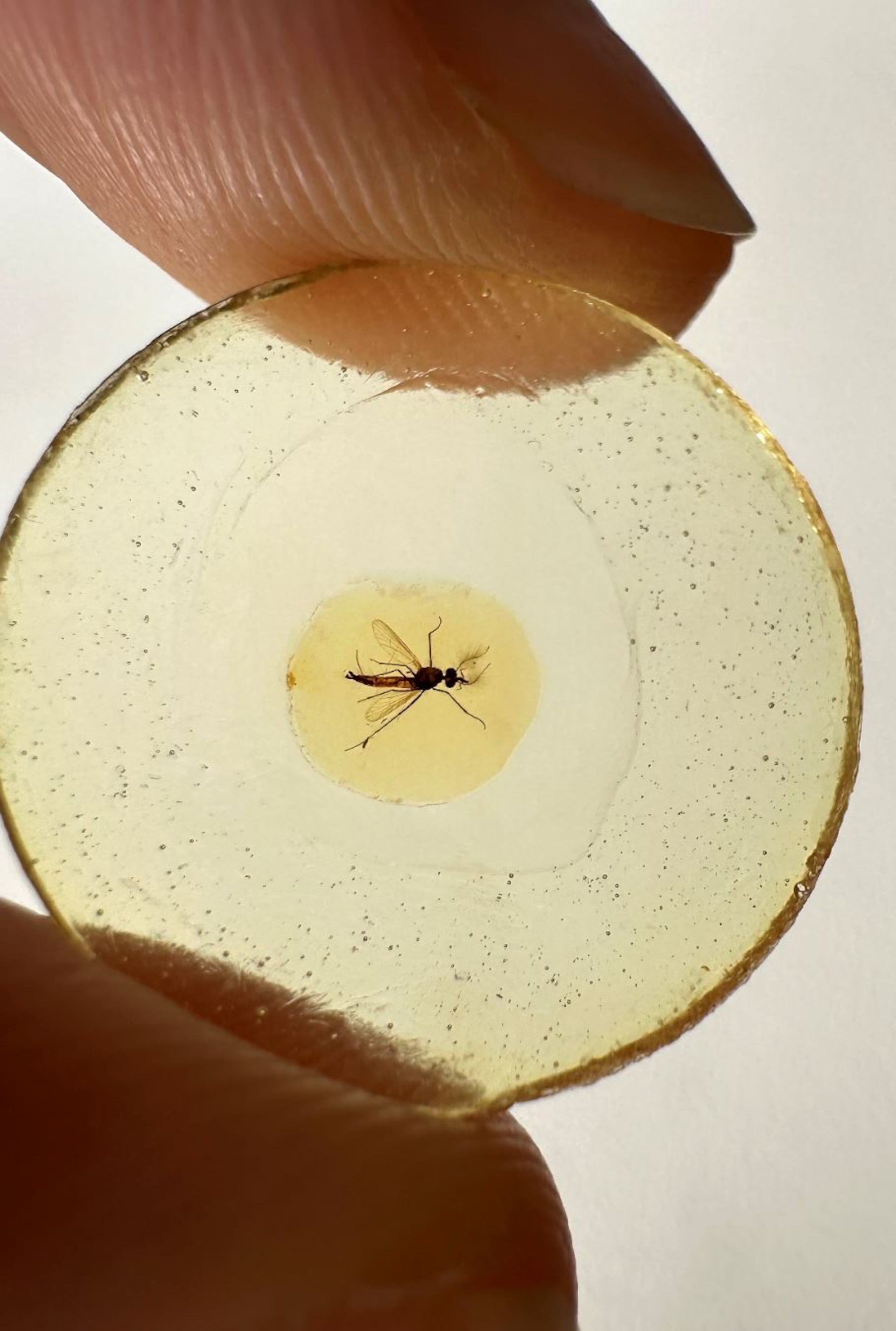 Mosquito conservado en ámbar.