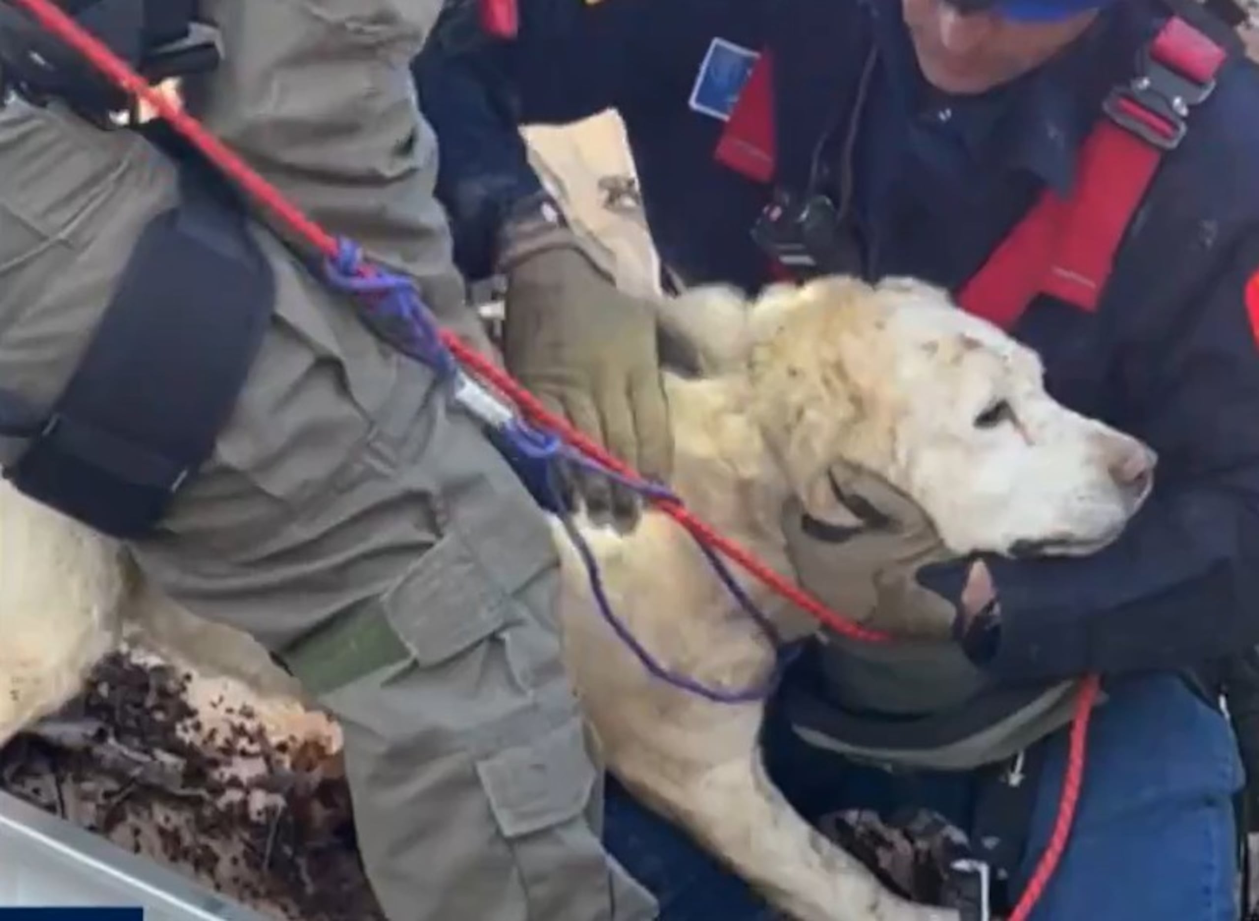Tras ser puesta a salvo, Tessa celebró su rescate comiendo el resto de las golosinas que sus salvadores utilizaron para atraerla hacia ellos y completar su rescate.